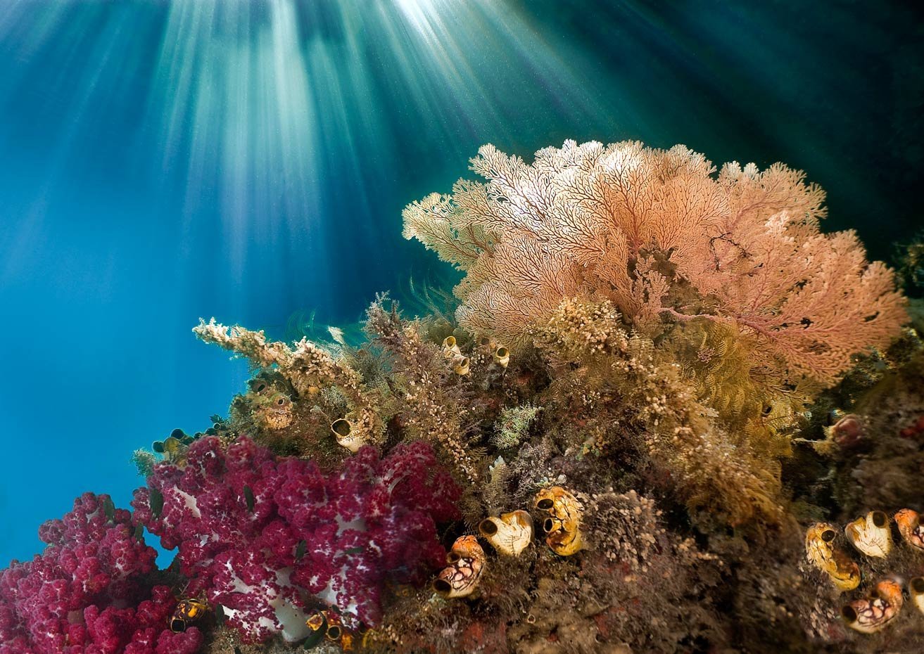Красивые коралловые рифы. Коралловые рифы Средиземного моря. Коралловые рифы красного моря. Адриатическое море кораллы.