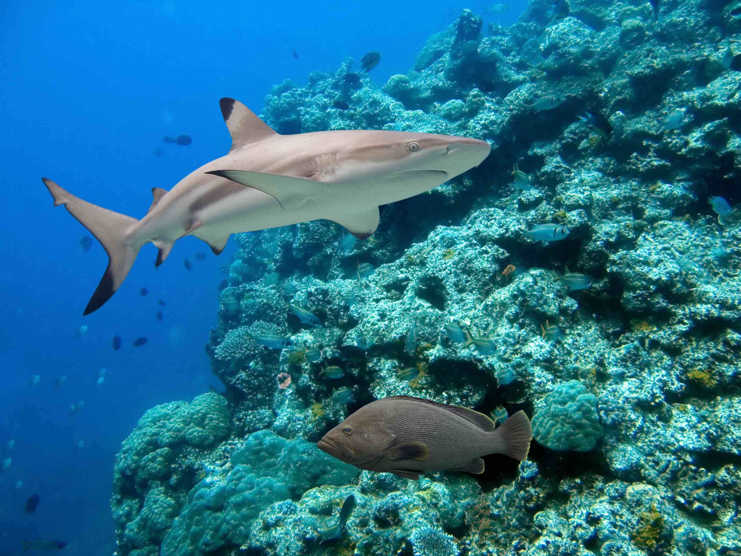 Ocean shark. Черноперая рифовая акула. Рифовые акулы на Мальдивах. Черноперая рифовая акула Мальдивы. Рифовые акулы индийского океана.