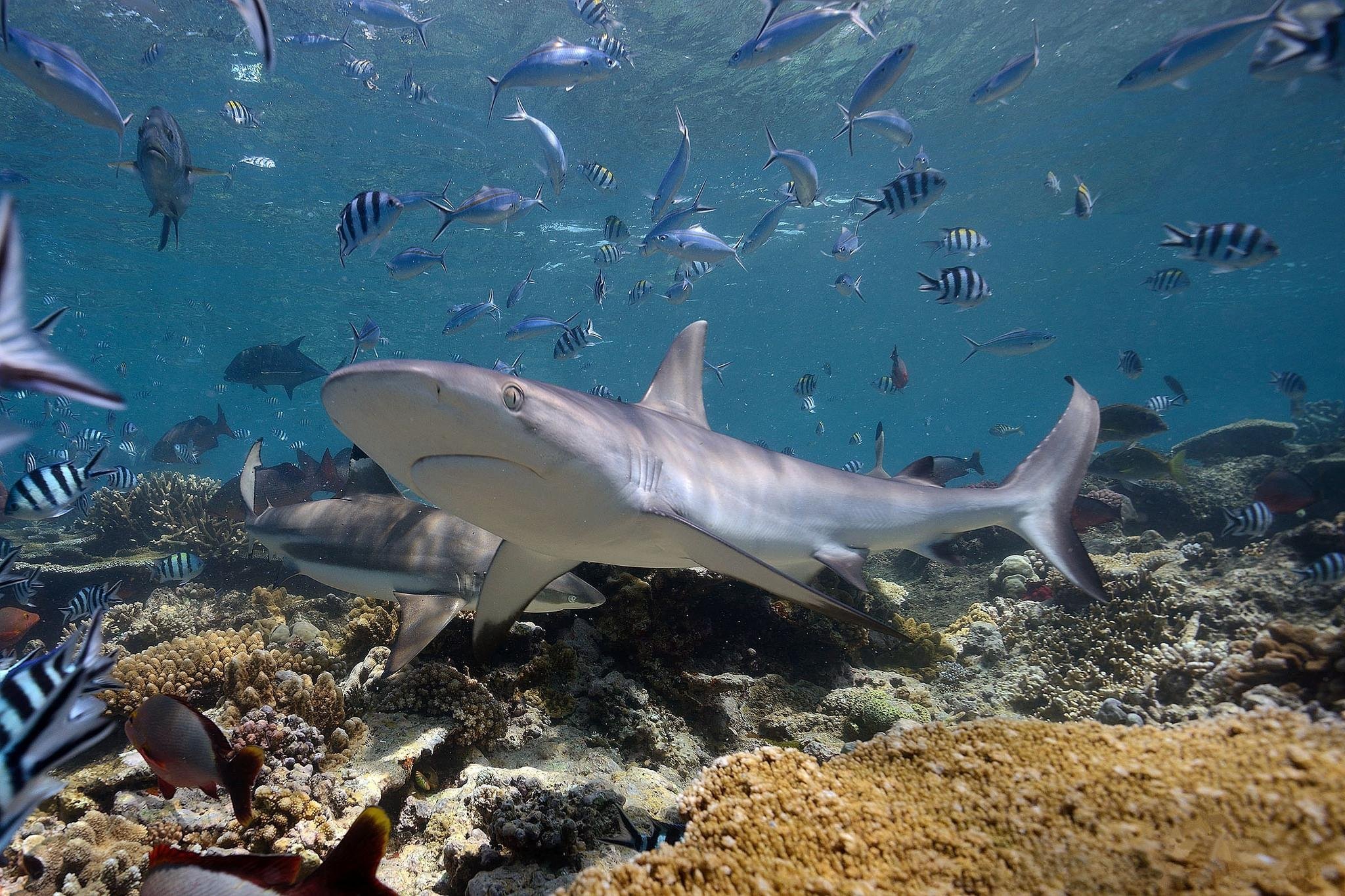Про обитателей океана. Черноперая рифовая акула Мальдивы. Рифовые акулы на Мальдивах. Рифовая акула. Песчаная рифовая акула.