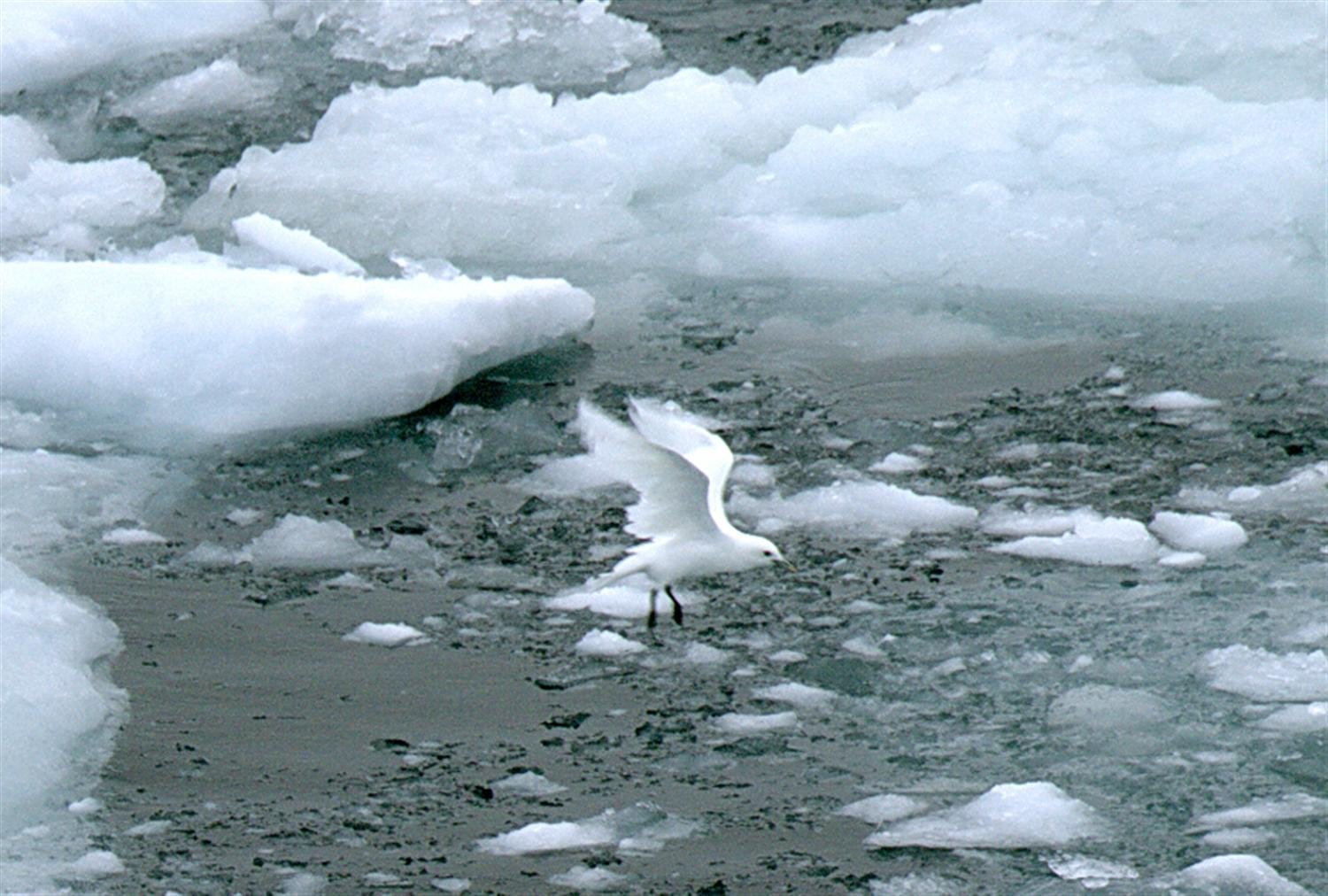 Карское море ветер. Море Лаптевых Полярная Чайка. Чайка Восточно-Сибирское море. Чайки на Карском море. Карское море и северно Ледовитый океан.