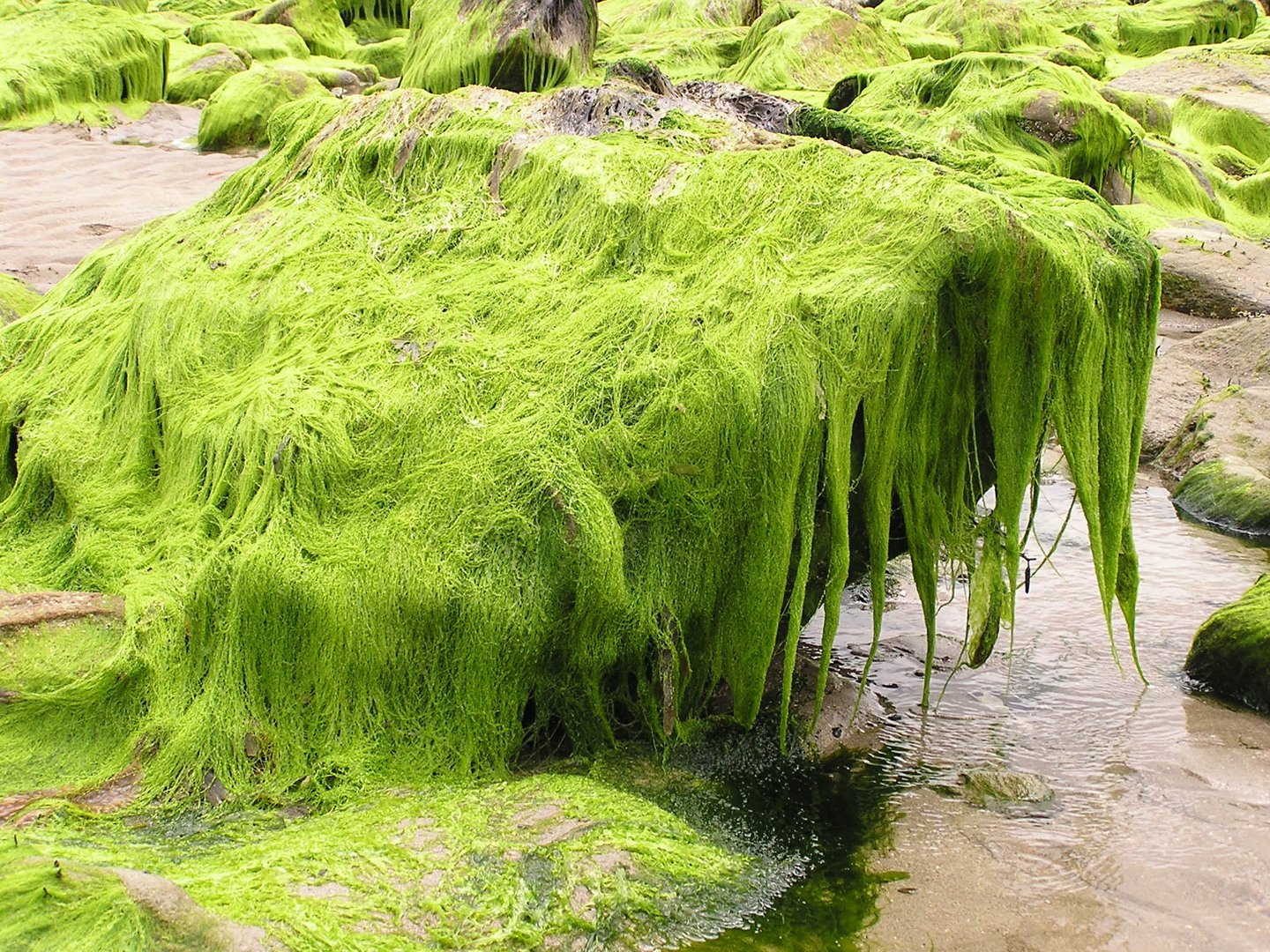 Аэрофильные водоросли