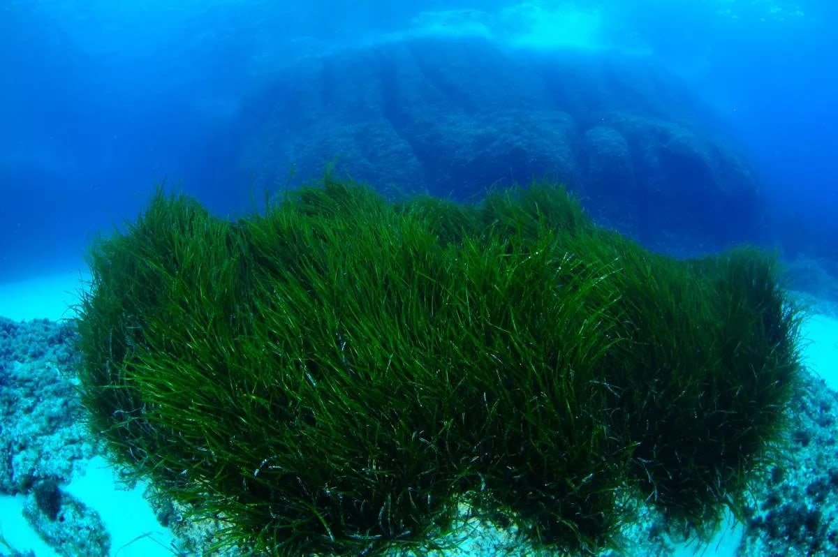 Какие водоросли глубоководные. Посидония океаническая. Посейдония океаническая. Посидония (растение). Покидания окианическая.