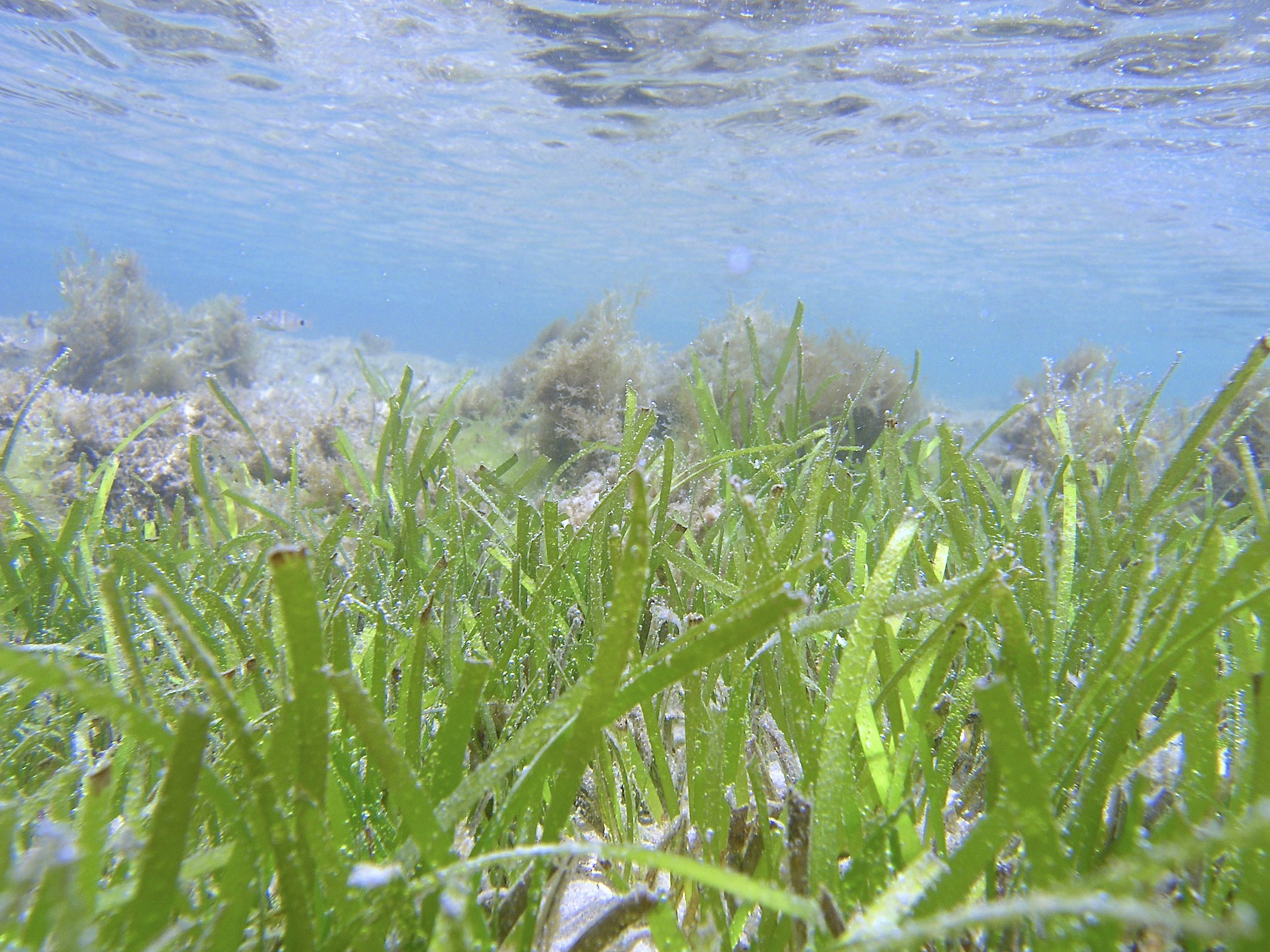 Морская трава. Зостера водоросль. Зостера морская. Морскую траву Zostera.. Цимодоцеевые водоросли.