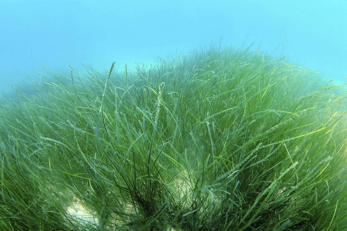 Морские травы Zostera japonica