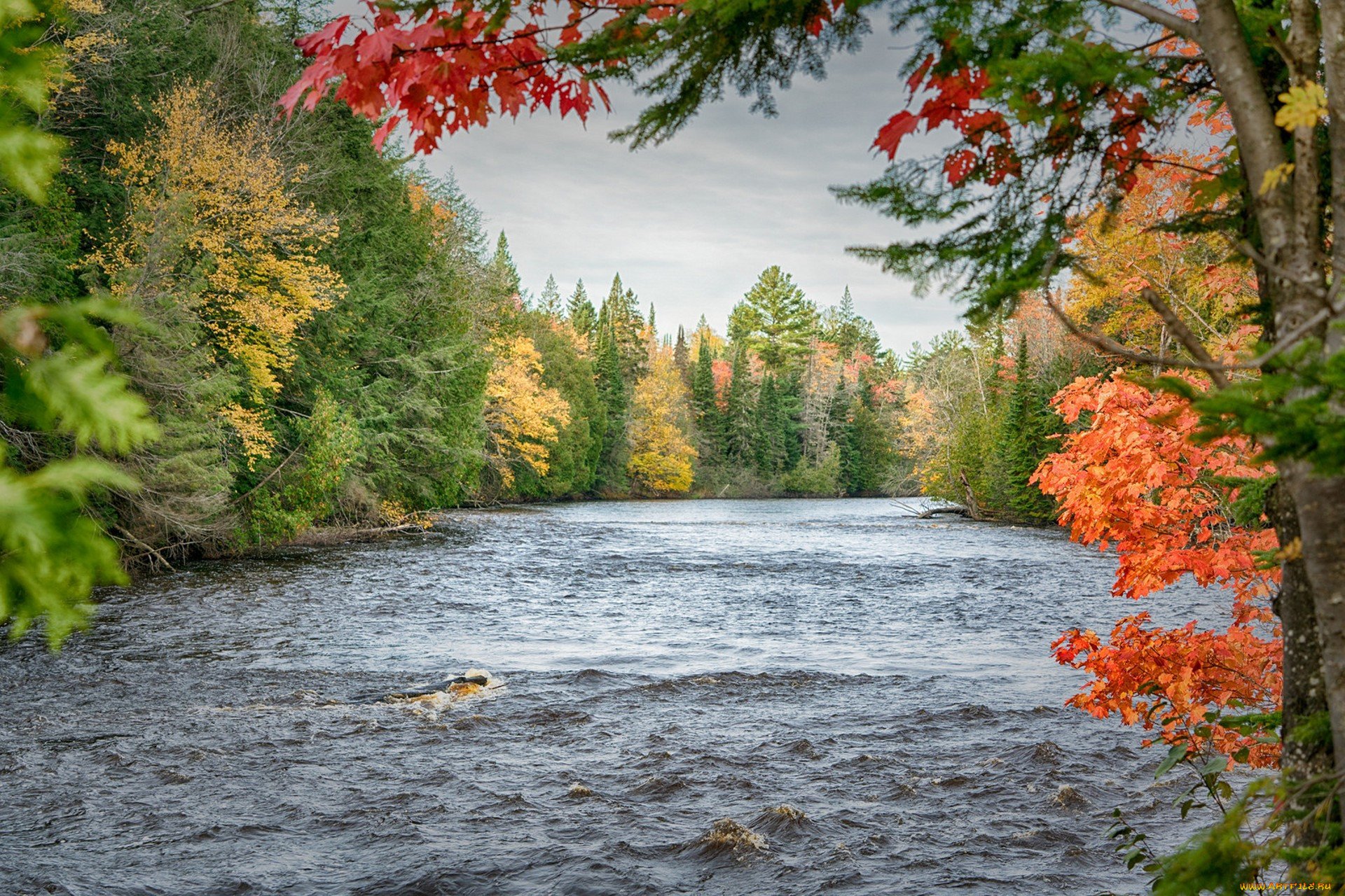 Вся природа и лес и вода. Река Тулва осень. Осень река лес озеро. Река Ухра осень. Природа осень.