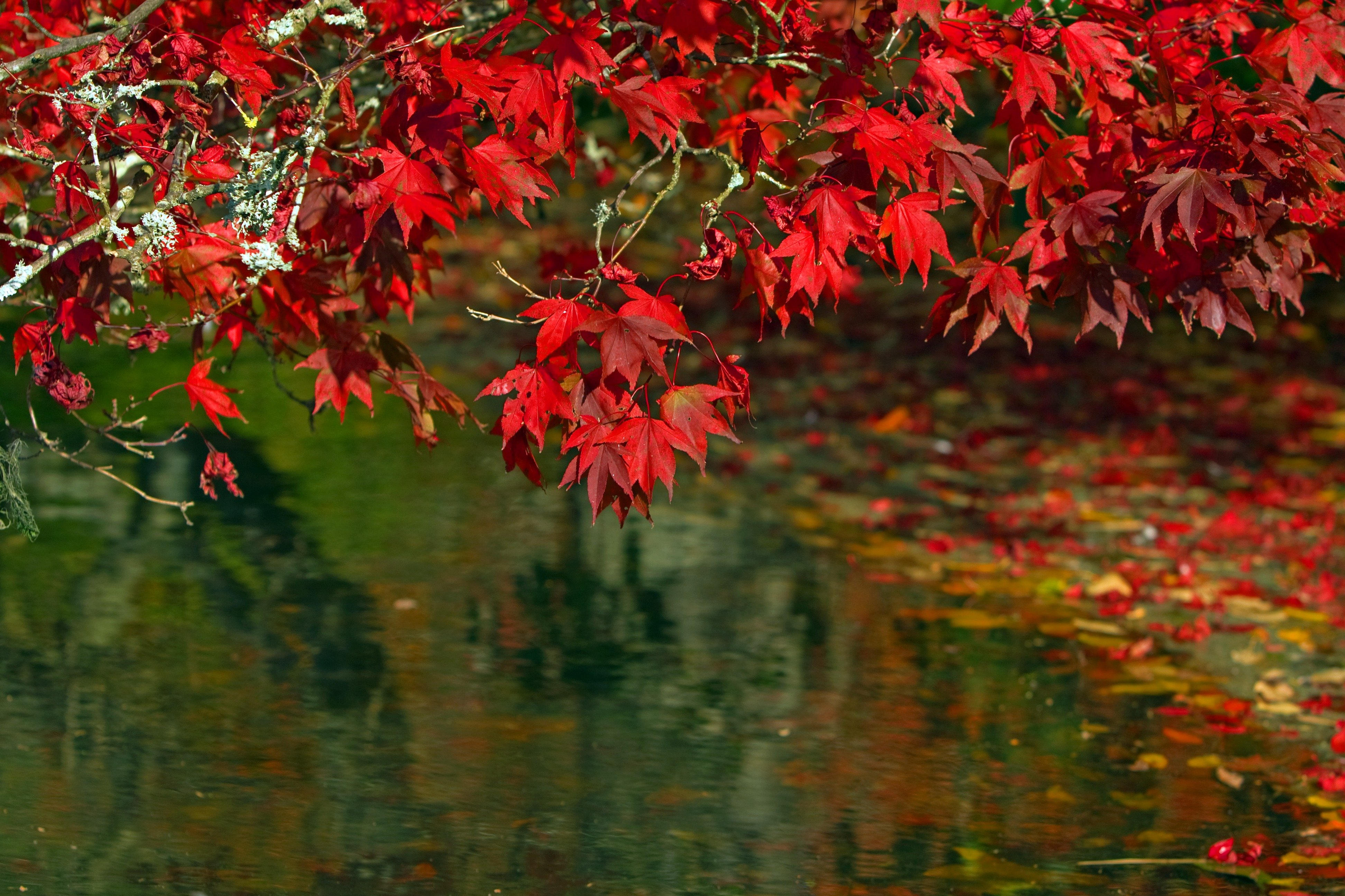 Падающие листья в воду. Красные листья на воде. Осенний клен над рекой. Клен у реки. Листья над водой.
