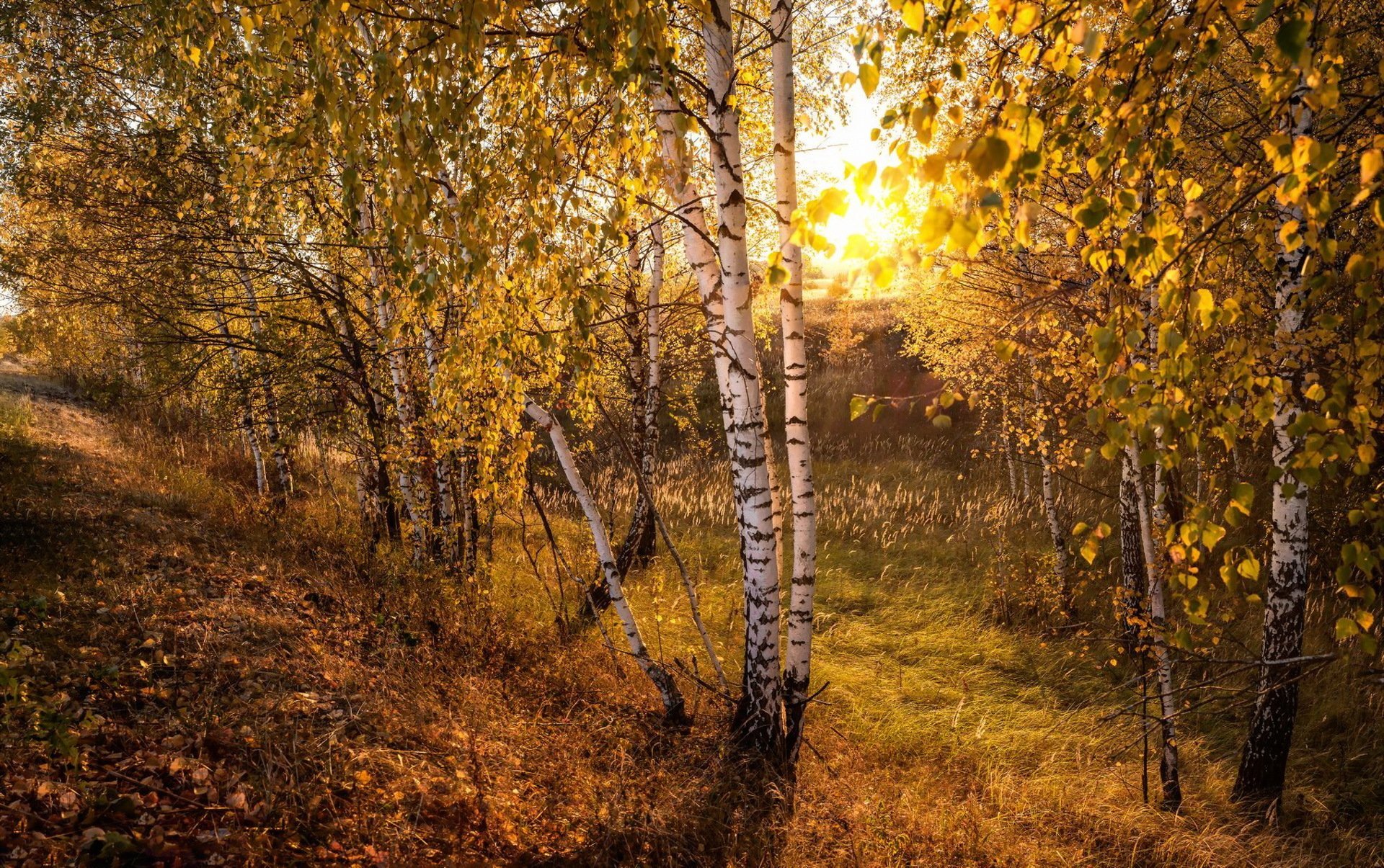 Осенняя береза (59 фото) - 59 фото