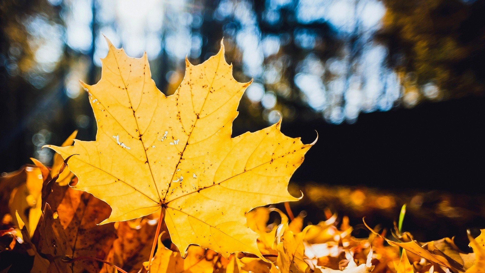 Листья желтые оригинал слушать. Осенний кленовый лист. Осень желтые листья. Желтый лист.