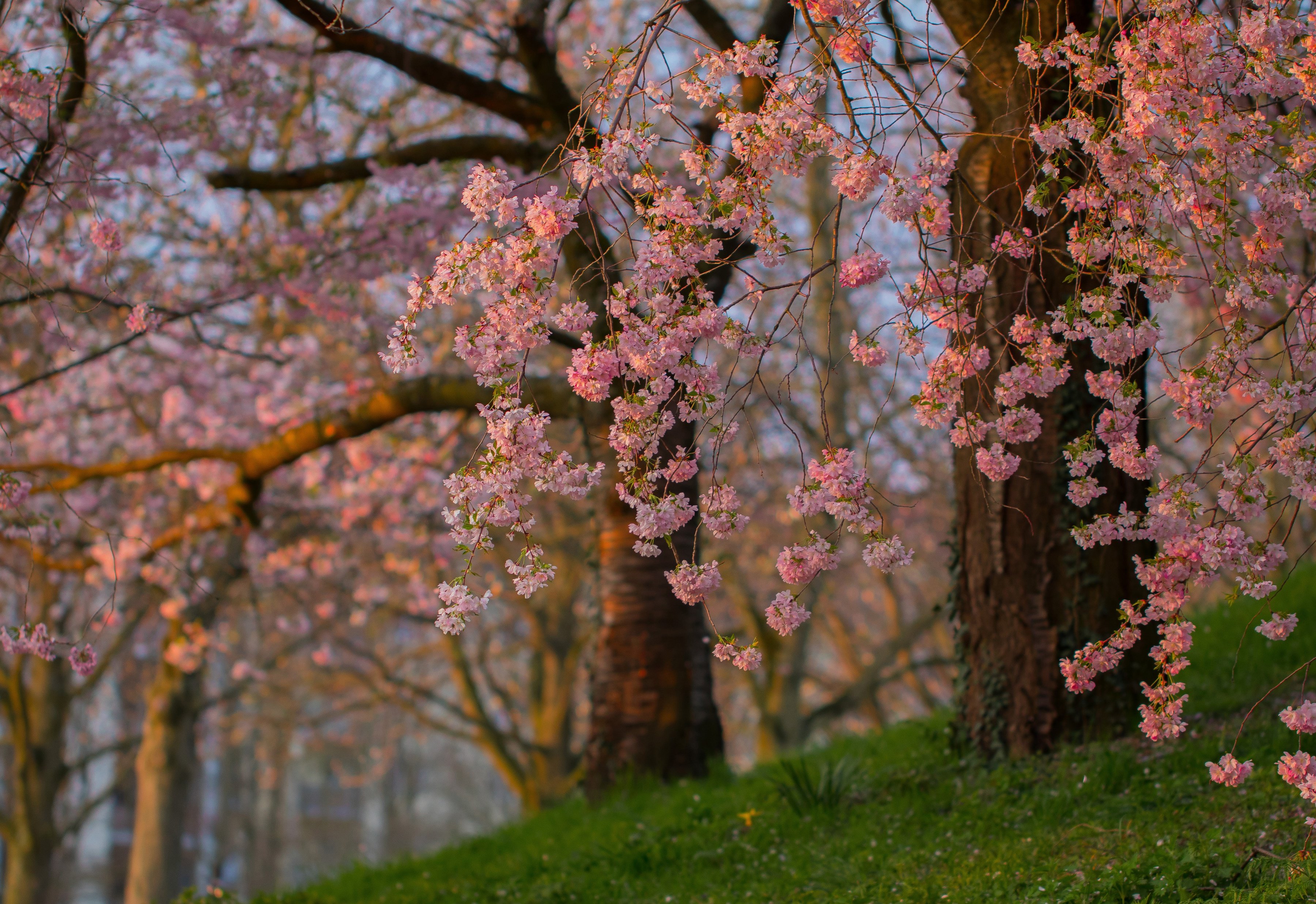 Spring tree. Цветущее дерево. Цветение деревьев. Весеннее дерево.