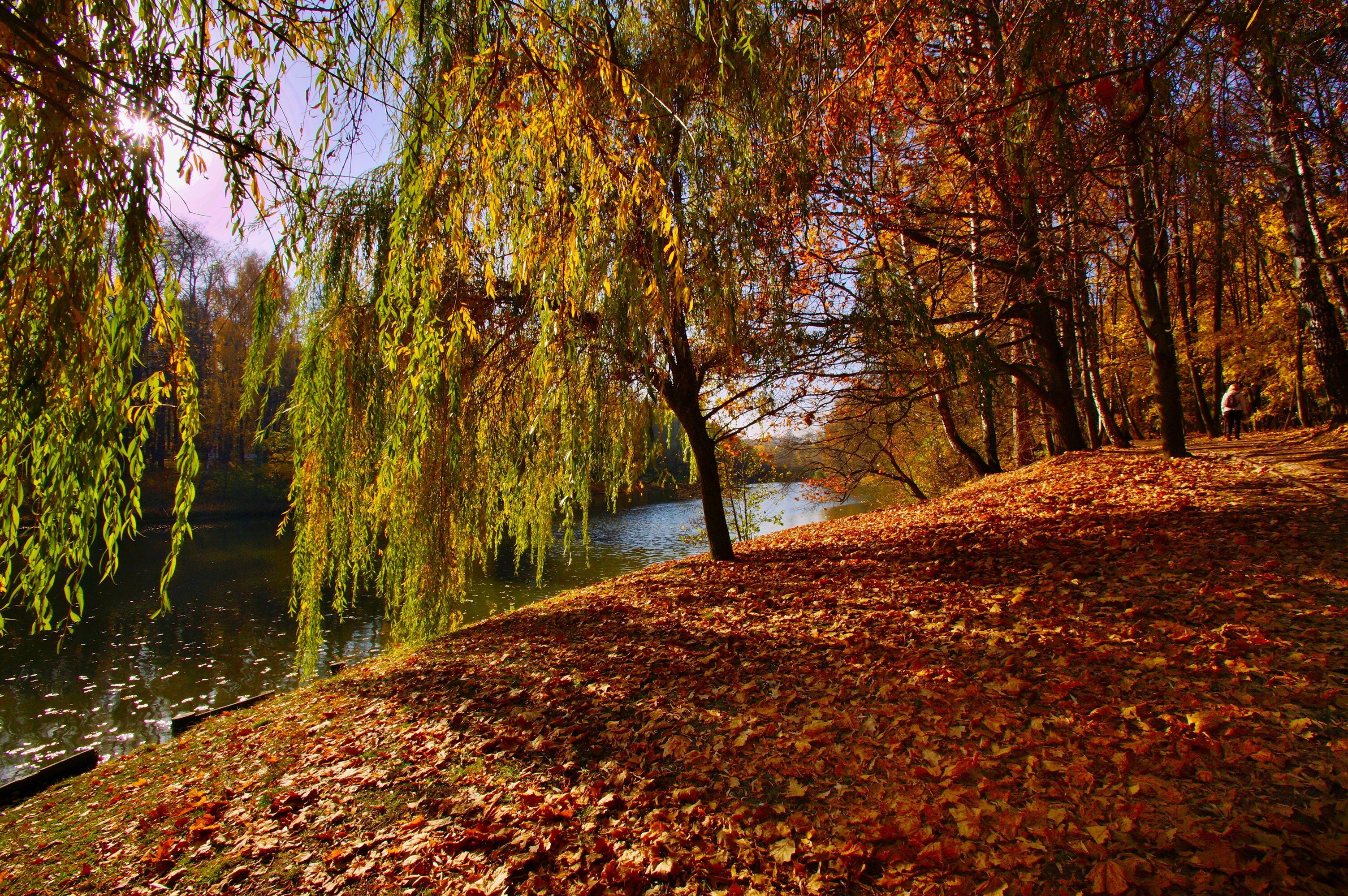 Фото осенних листьев пейзажей с дождем на Царицыно