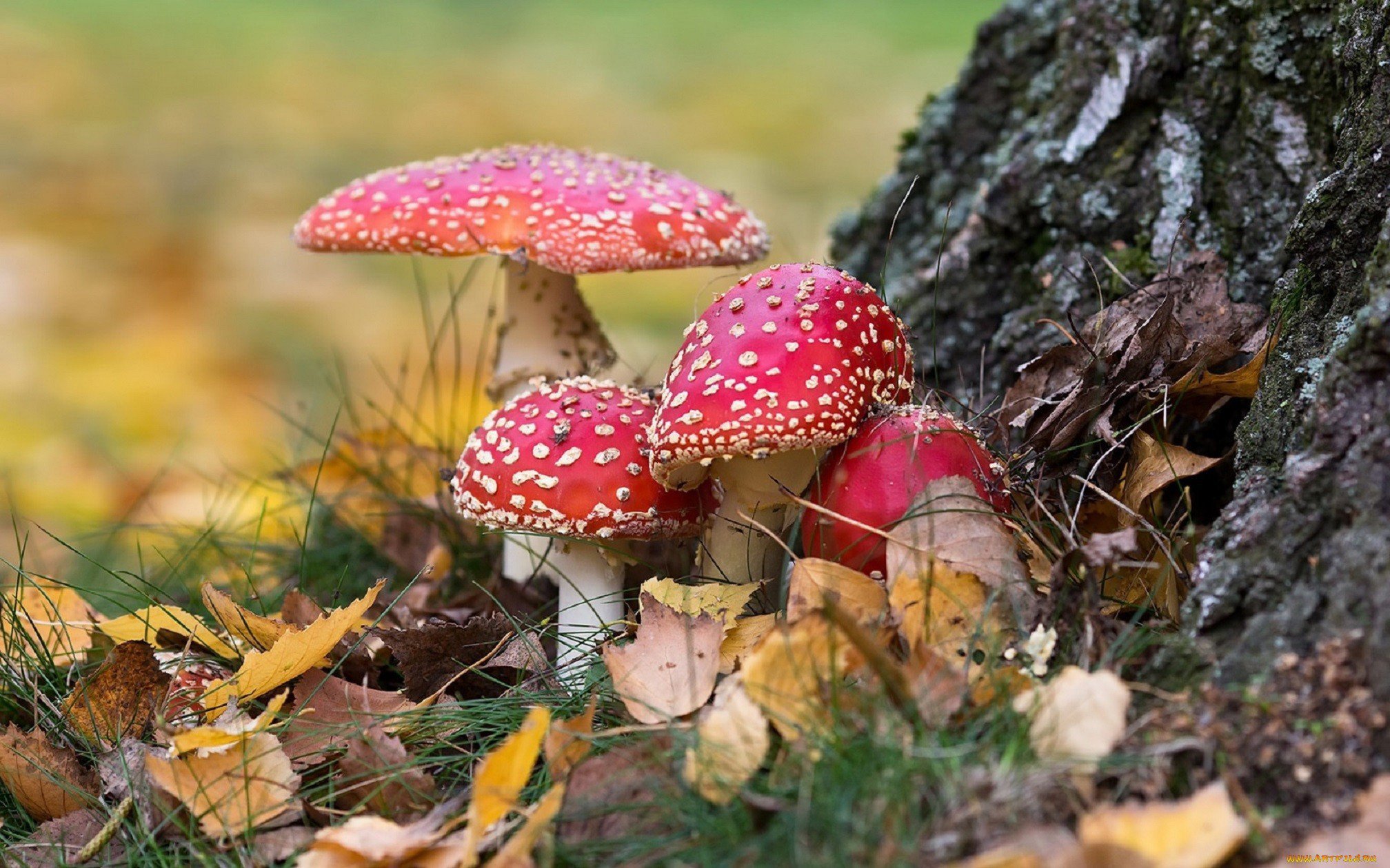 Грибы природа лес. Осенние грибы. Осень грибы. Грибы в осеннем лесу. Осенний грибной лес.