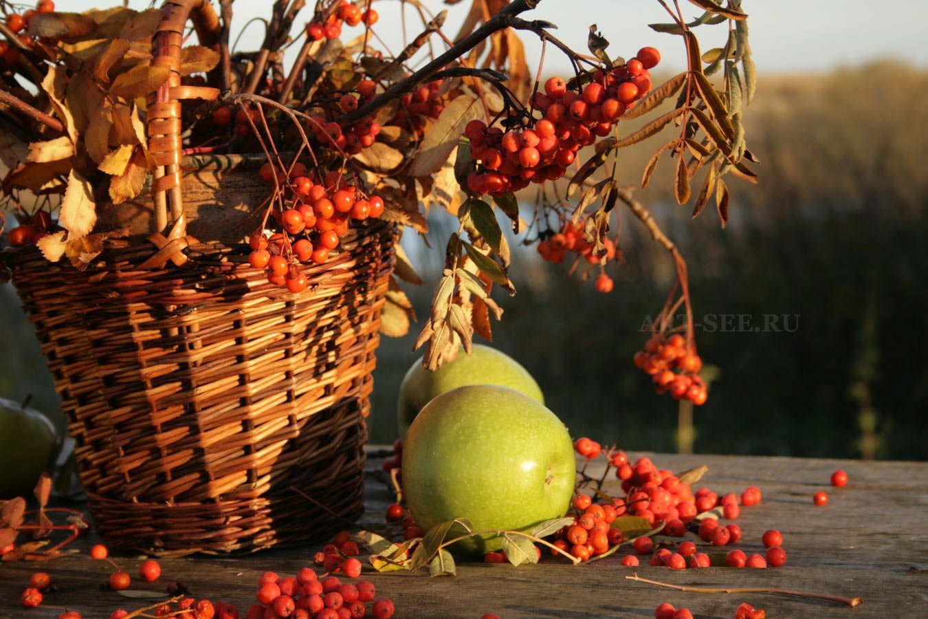 Фрукты ноябрь. Осень яблоки. Яблоня осенью. Осенний сад. Рябина яблоко.