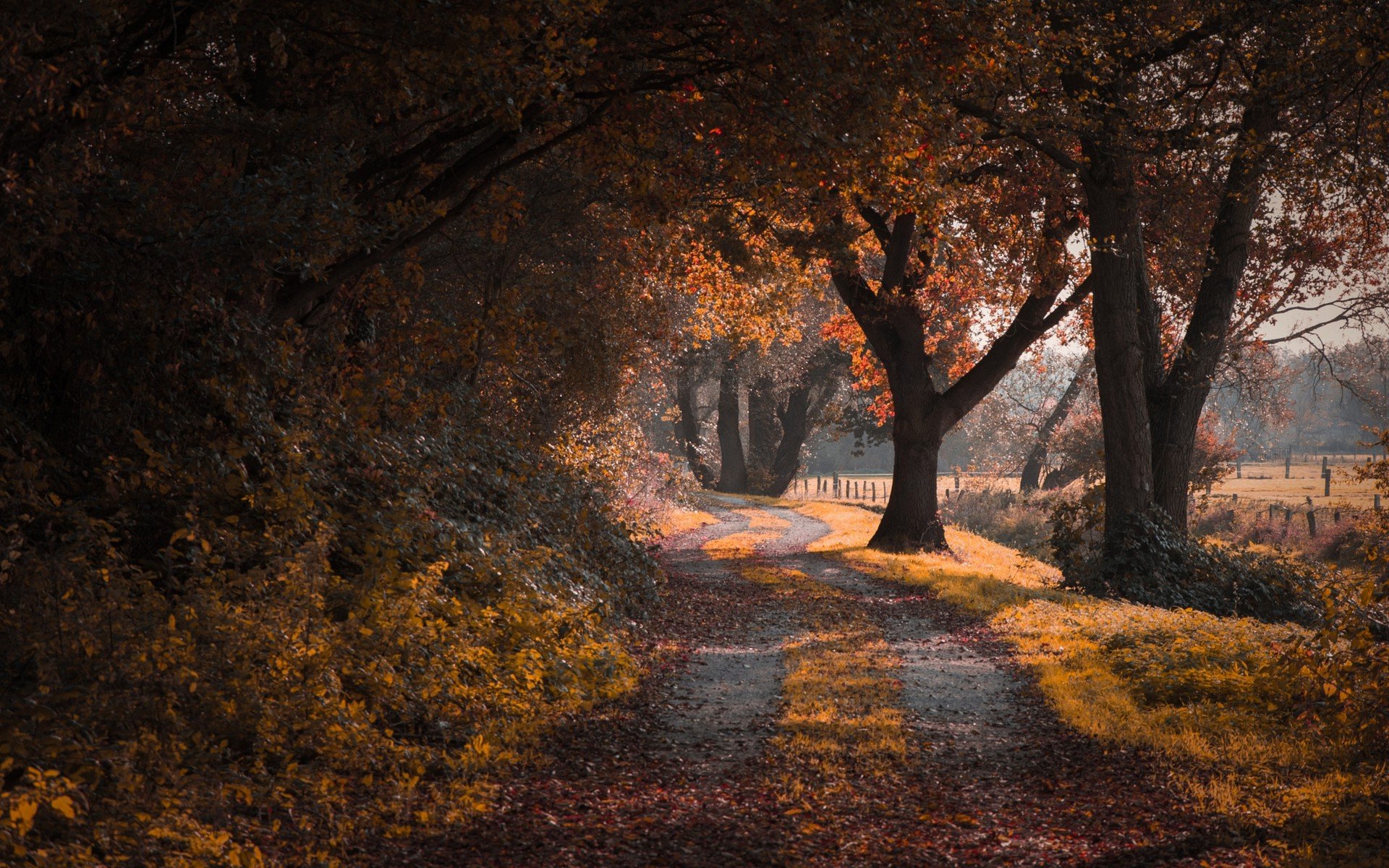 Под тенью дерева. Осенняя дорога. Осенняя ночь. Осень Сумерки. Осенний вечер природа.
