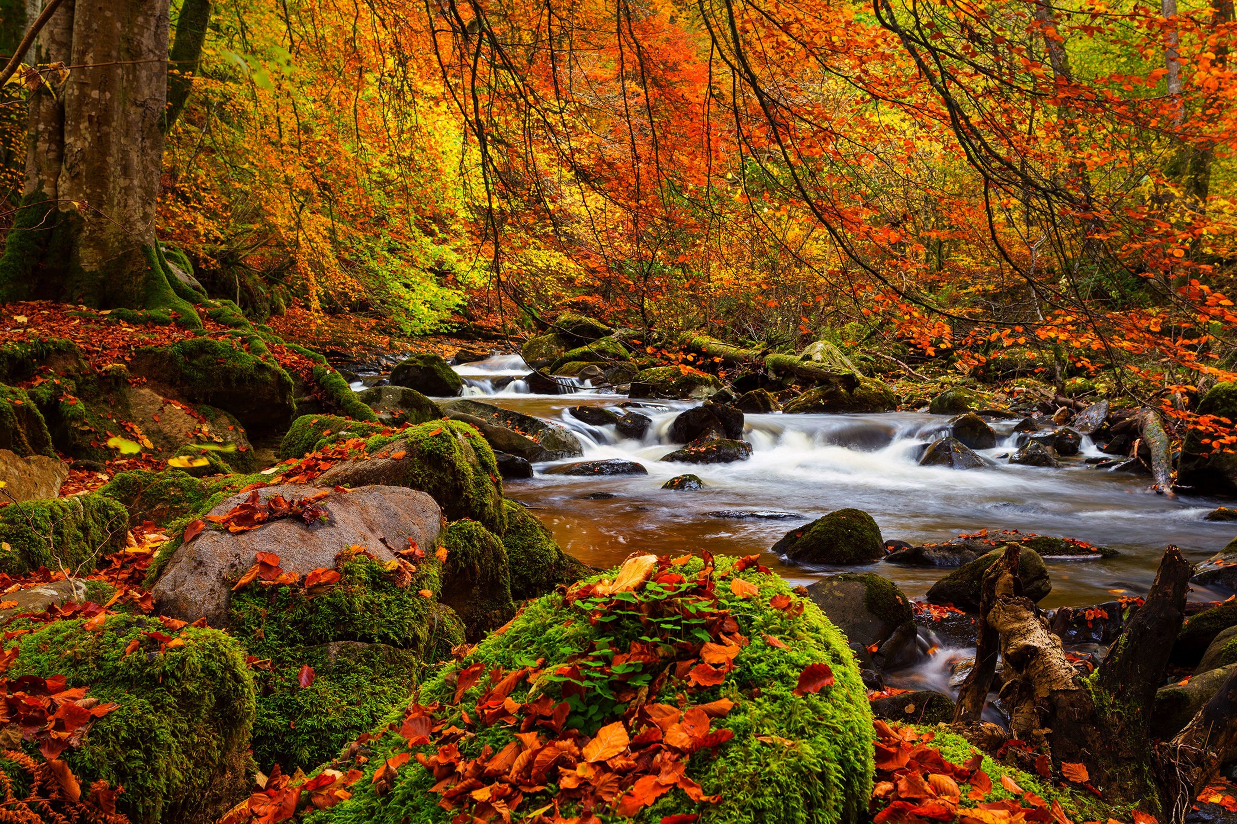 Autumn is beautiful. Красивая осень. Природа осень. Осень в лесу. Осенний лес.