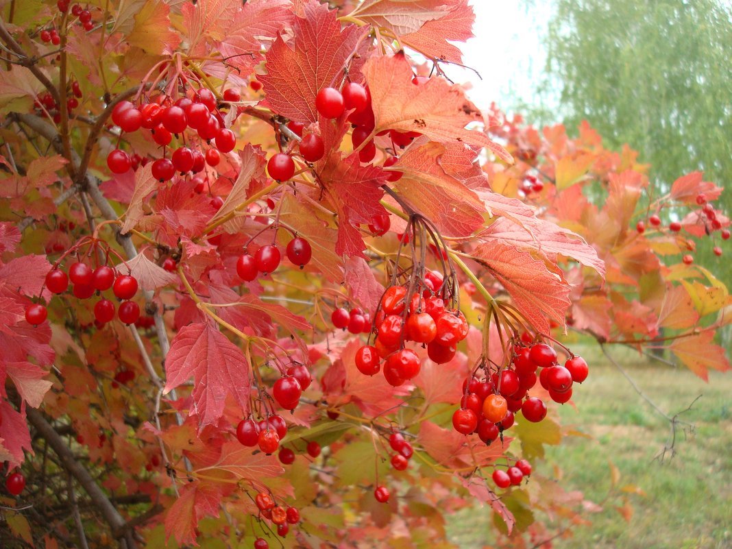 Куст калины картинка