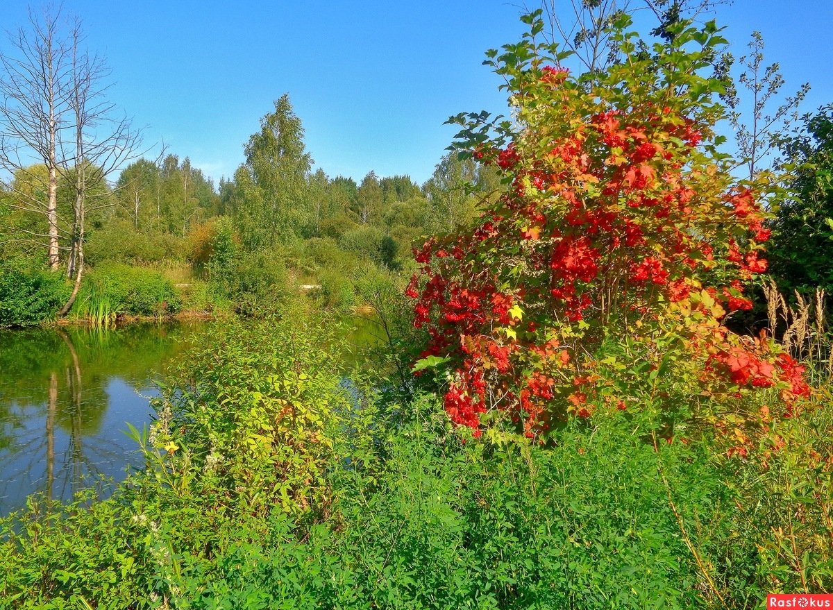 Река кустарник. Калина Лесная. Калина Лесной кустарник. Калина куст в лесу. Сад Виктора Шешина.