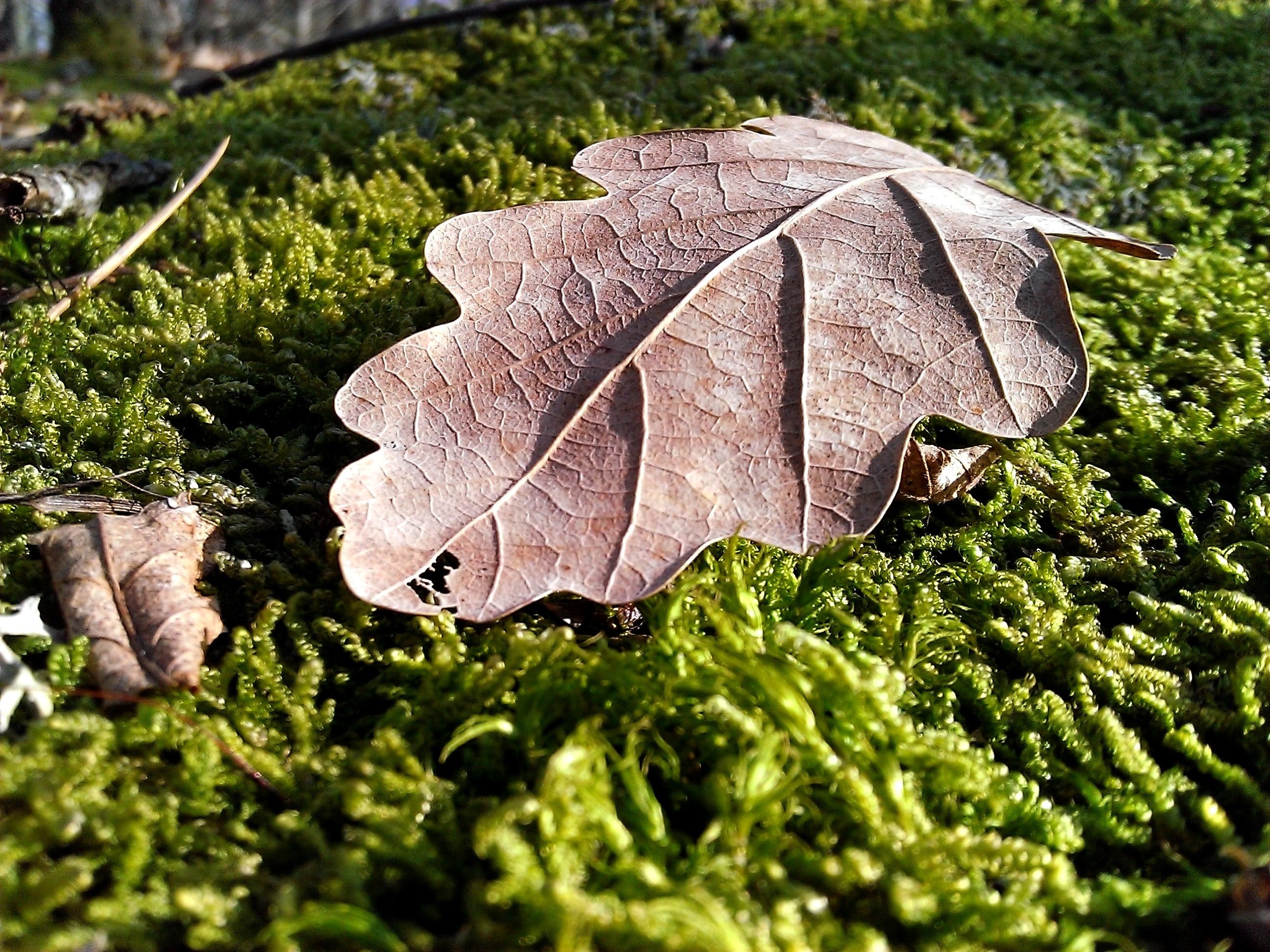 Грозой оторванный листок я вырос в сумрачных. Лист дуба. Дубовый листок. Сухой дубовый лист. Осенний дубовый лист.