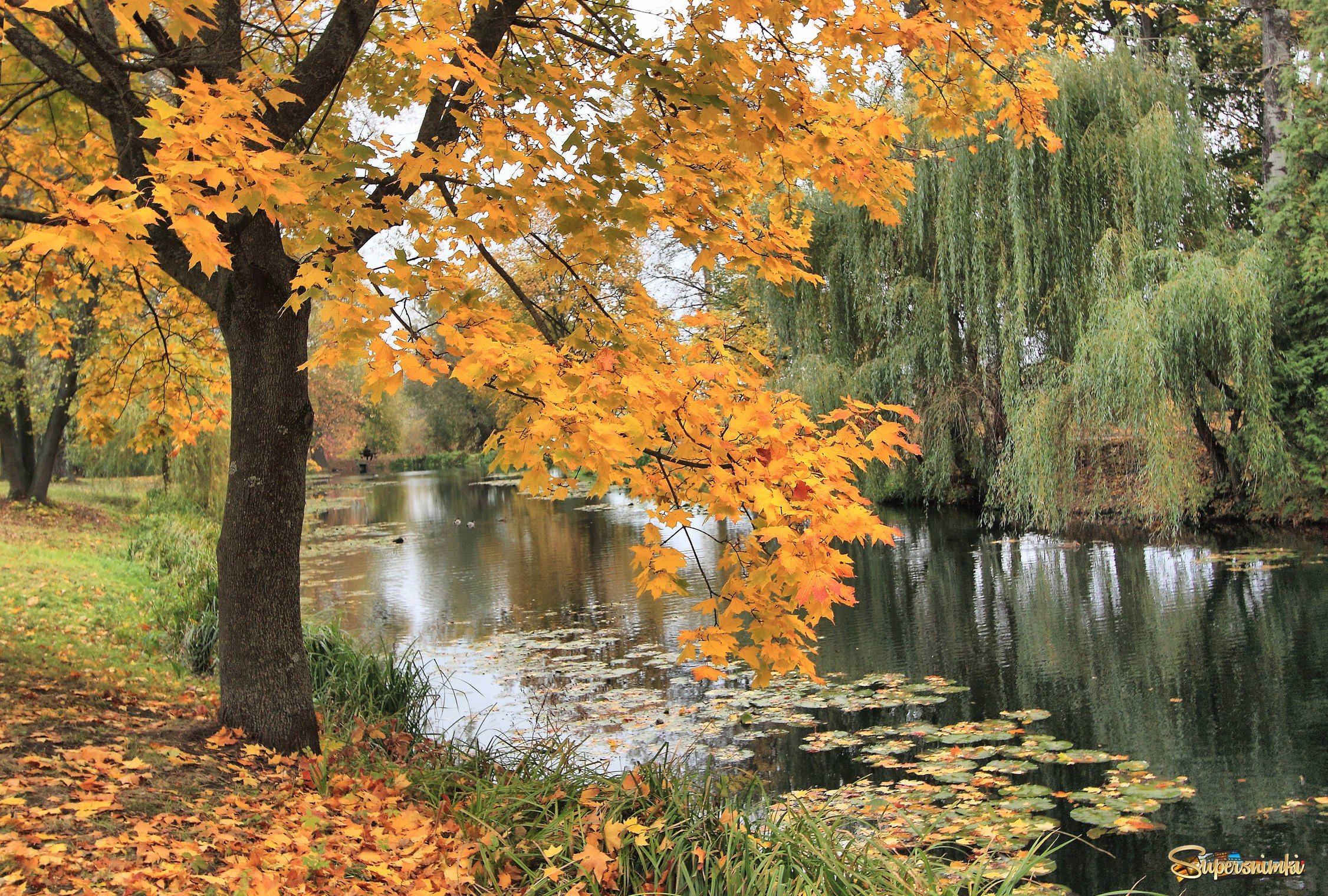 Осенние картинки. Золотая осень. Природа осень листопад. Осенняя пора. Осень очей очарованье.
