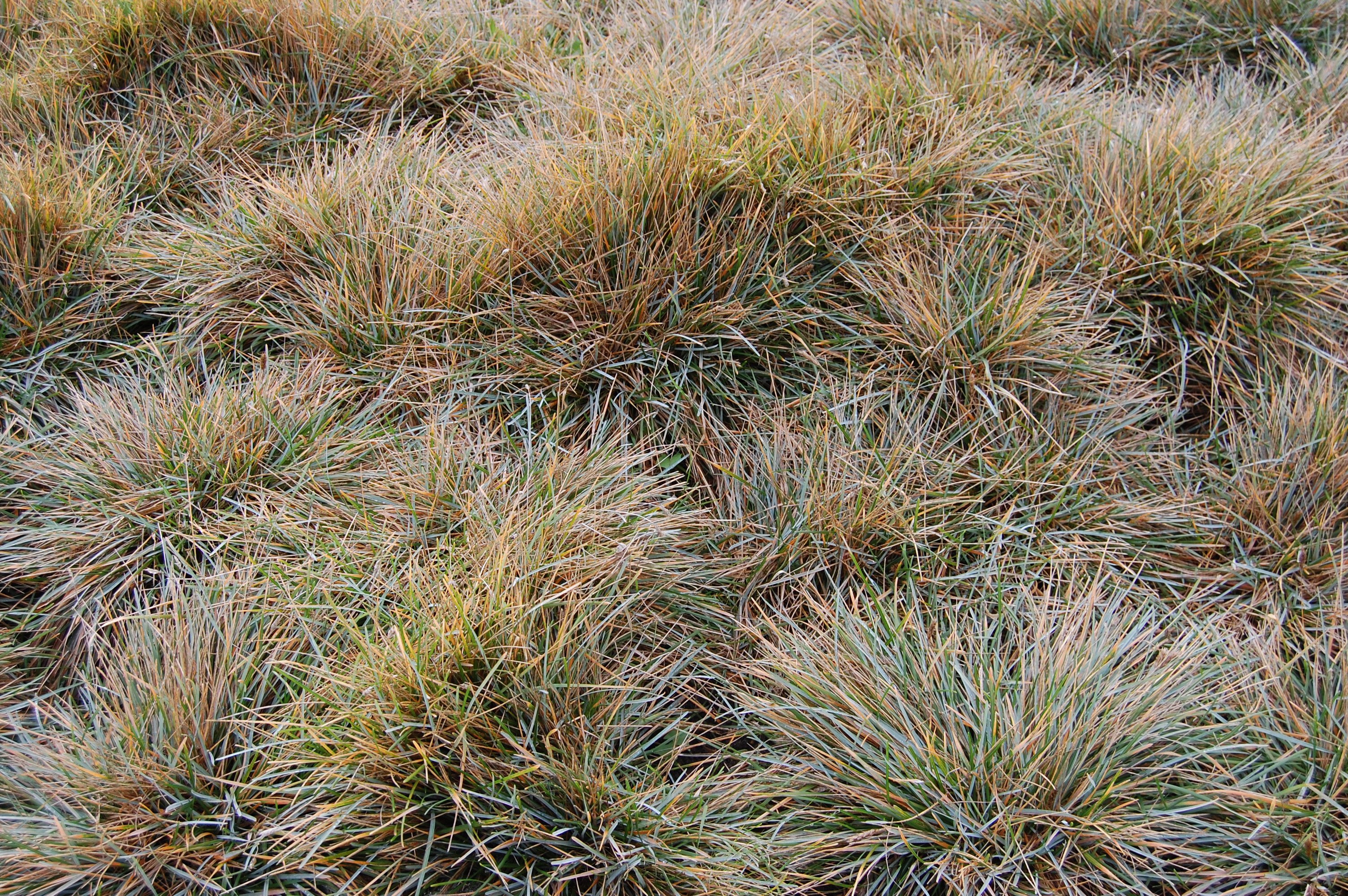 Сеслерия голубая. Сеслерия caerulea. Сеслерия голубая (Sesleria caerulea). Сеслерия сизая. Сеслерия массив.