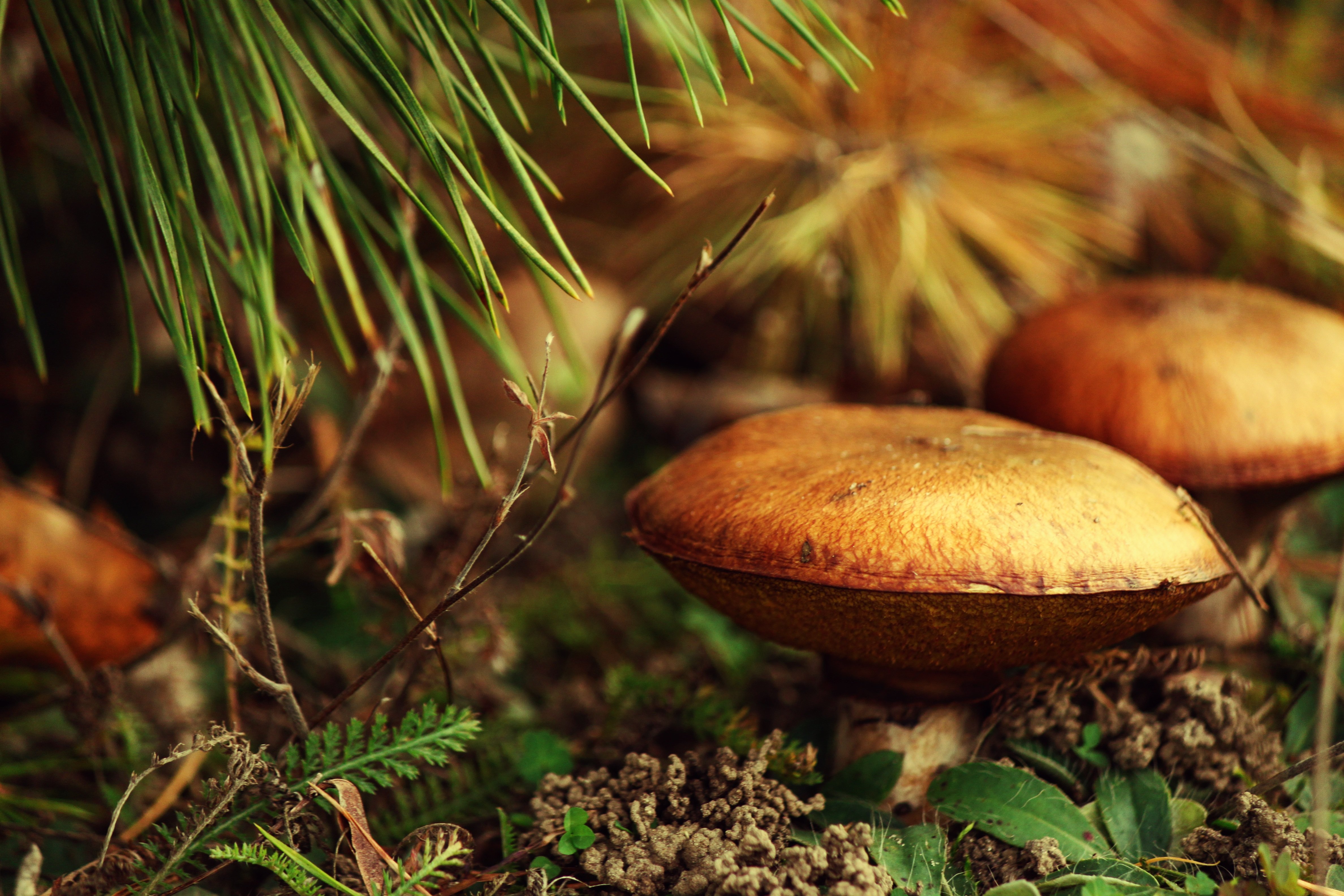 Гриб хвойная. Маслята осенние. Лесные грибы. Грибы в хвойном лесу. Картинки на рабочий стол осень грибы.