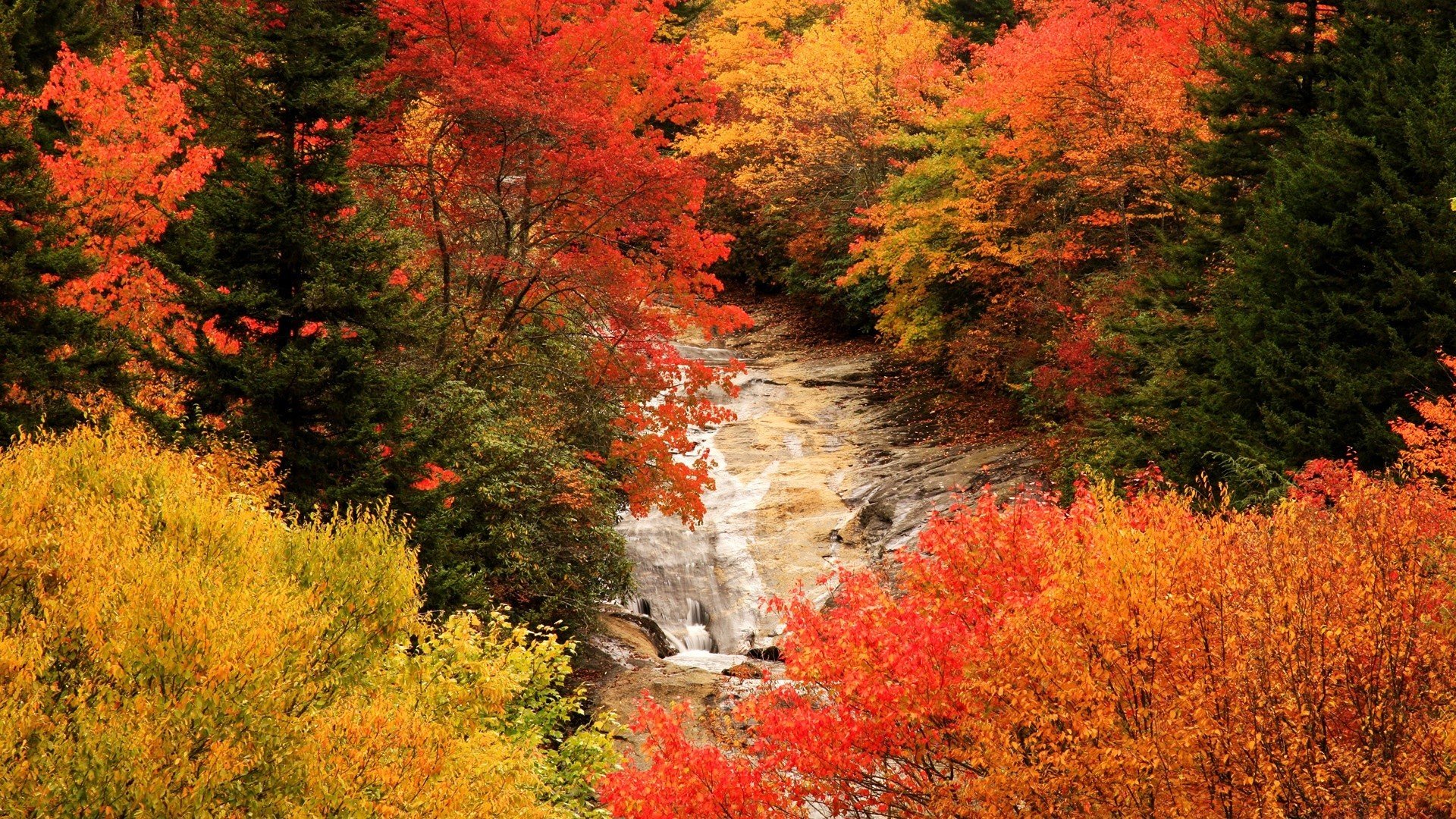 Fall отзывы. Северная Каролина леса. Природа осень. Красивая осень. Осень фото красивые.