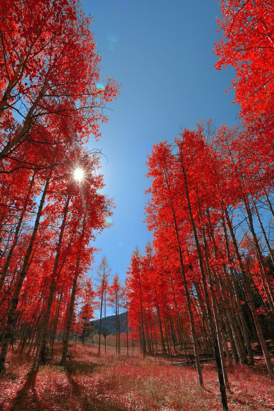 Red trees. Красное дерево. Красная природа. Красный пейзаж. Красное осеннее дерево.