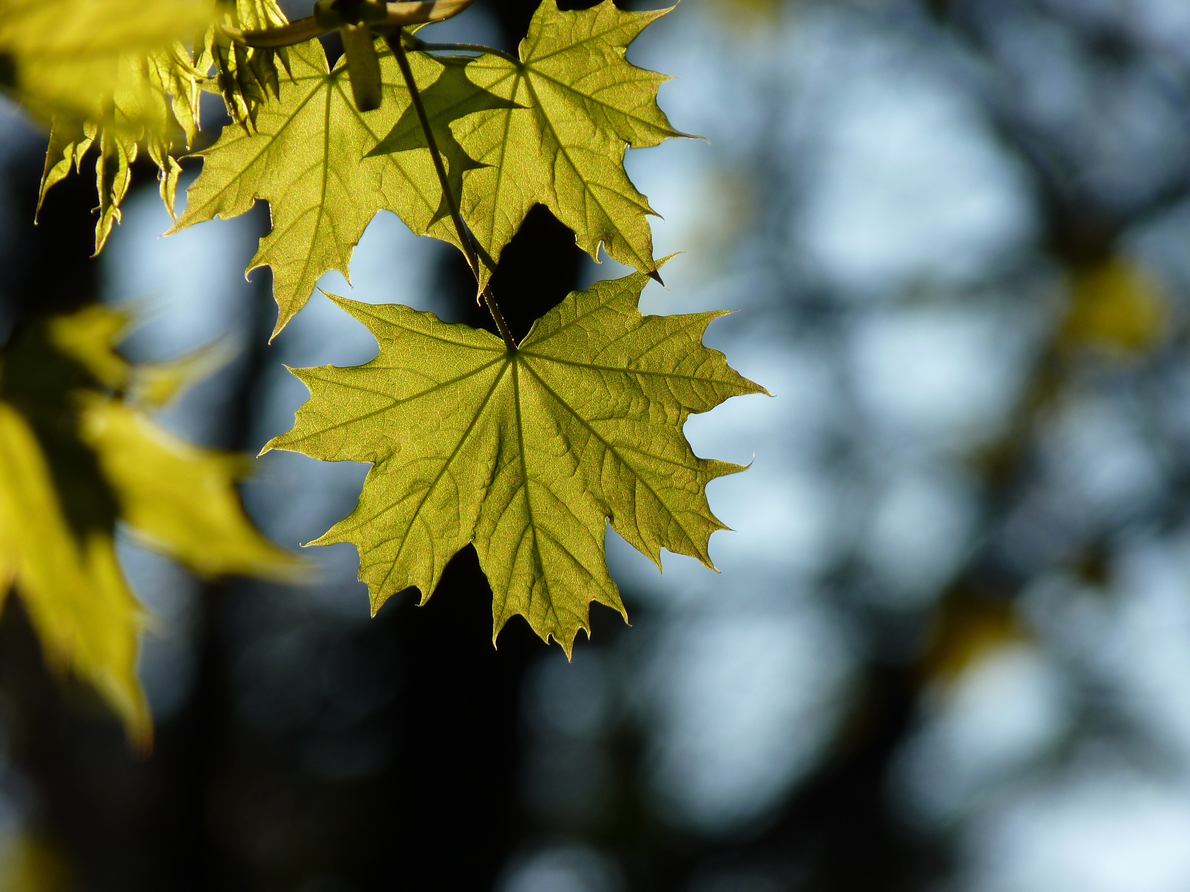 Легкий желтый лист. Лист клена. Клен дерево листья. Клен и кленовый лист. Осенний кленовый лист.