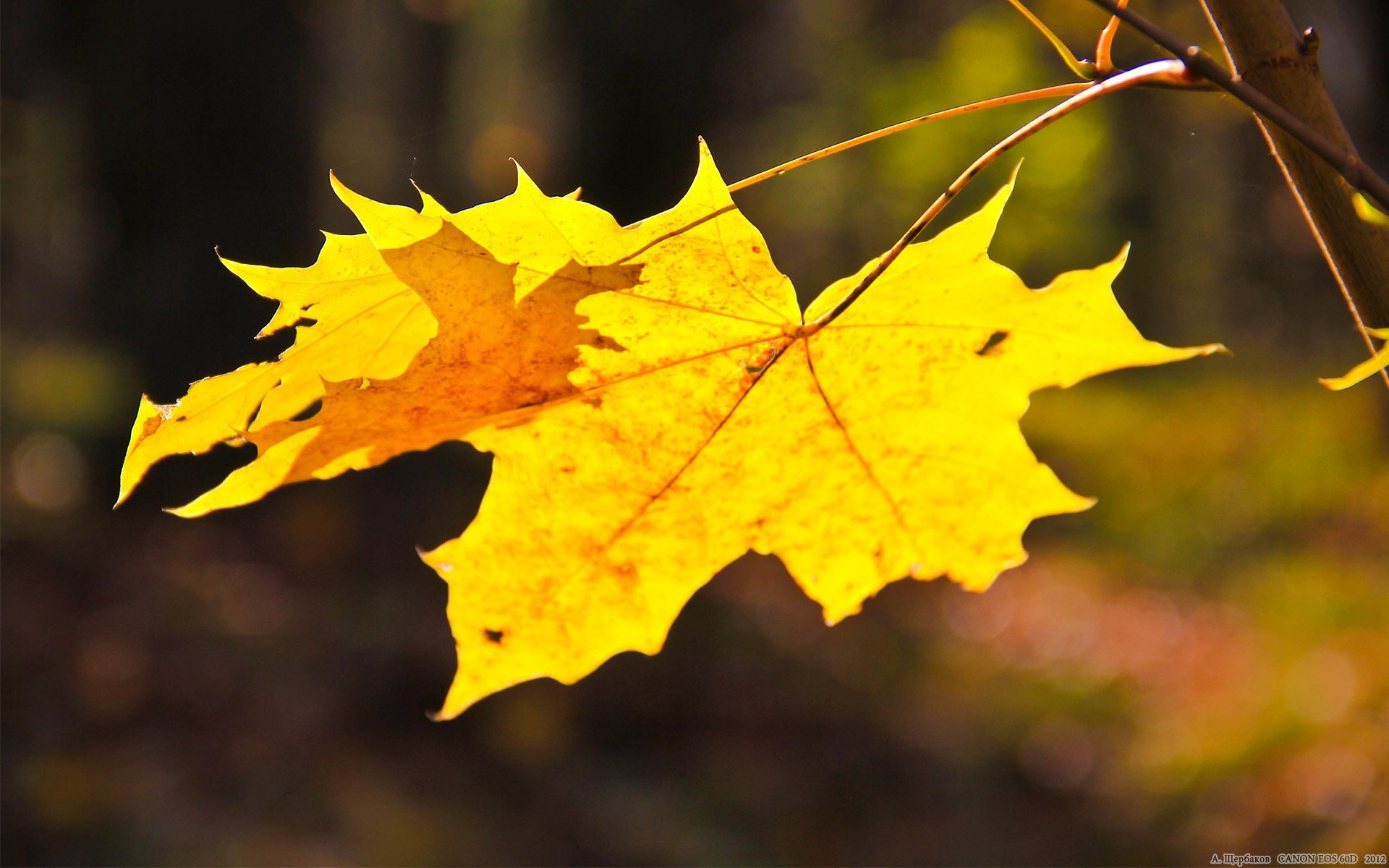 Легкий желтый лист. Желтый лист клена. Осенний кленовый лист. Жёлтый лист осенний. Красивый желтый кленовый лист.