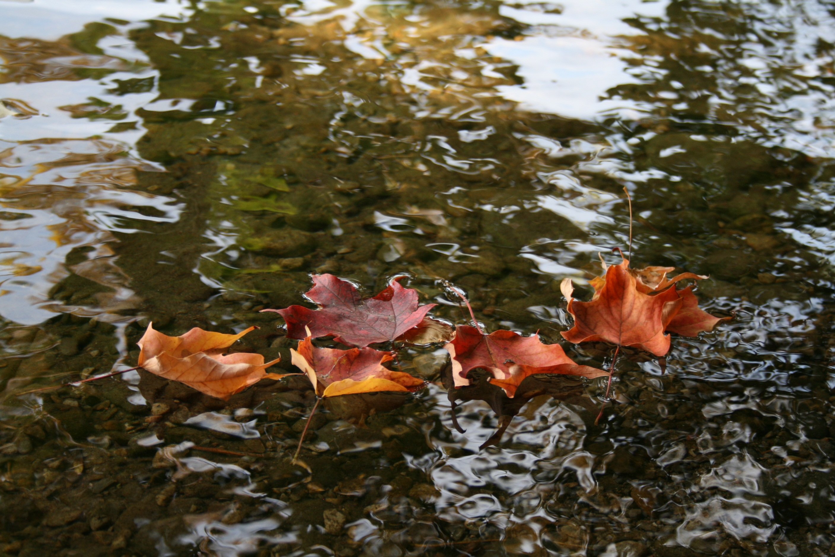 Падающие листья в воду. Листья на воде. Листья в пруду. Пруд с кленовыми листьями. Осенние листья на воде.