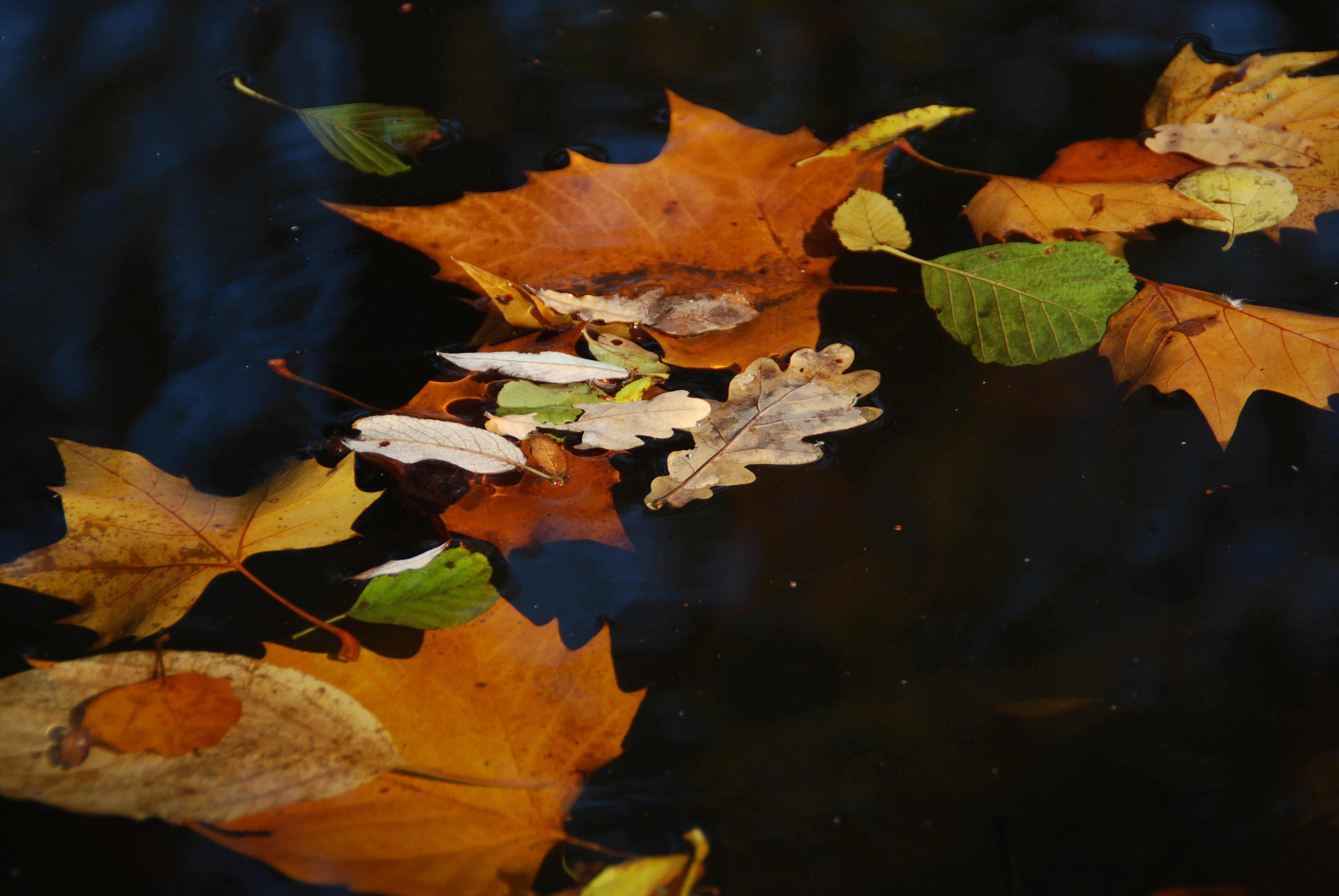 Падающие листья в воду. Листья в луже. Листья на воде. Осенние листья на воде. Осенние листья в луже.