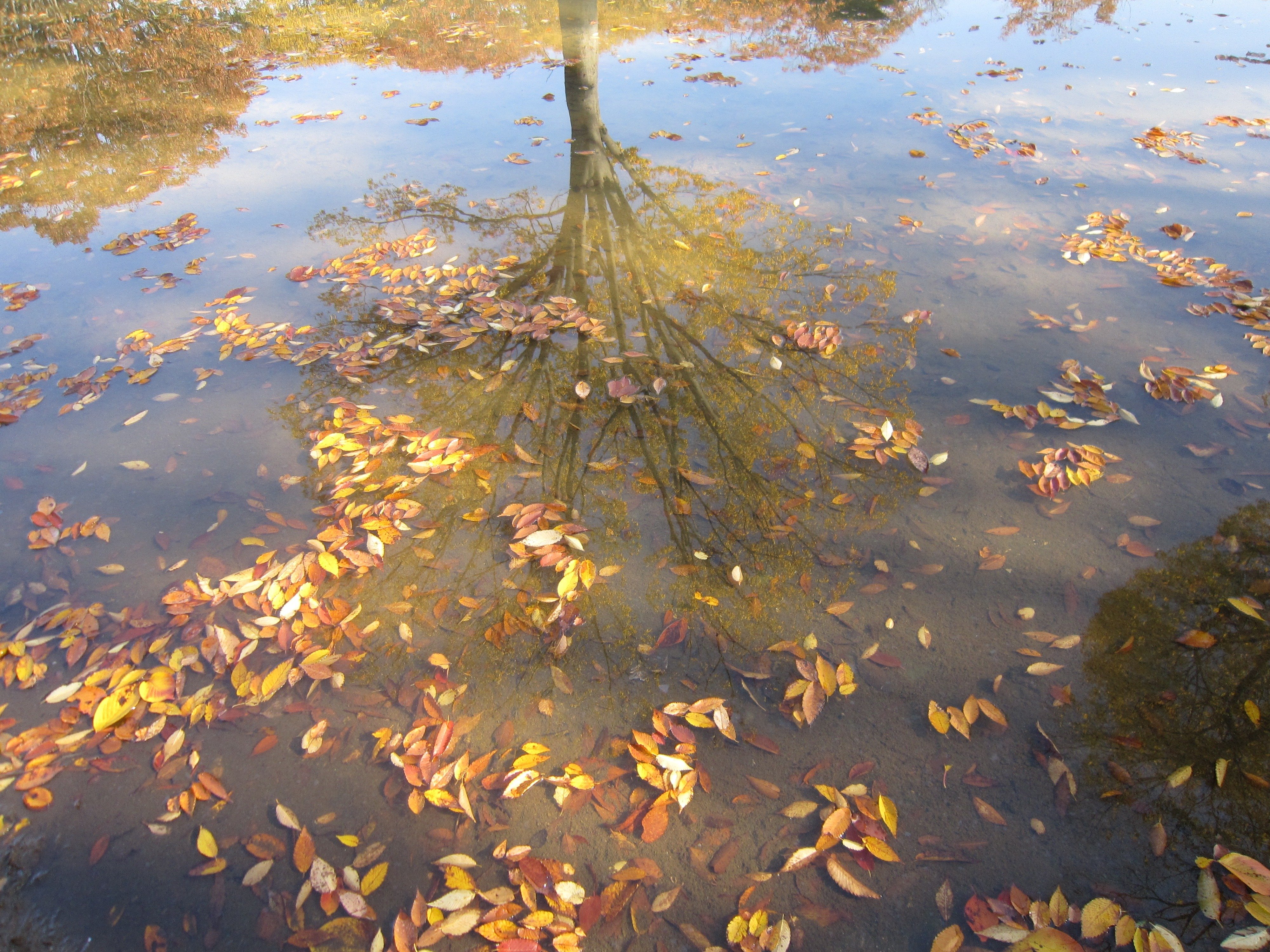 Ива опадают листья. Листья в луже. Осенний дождь. Листья в пруду. Осень пруд.