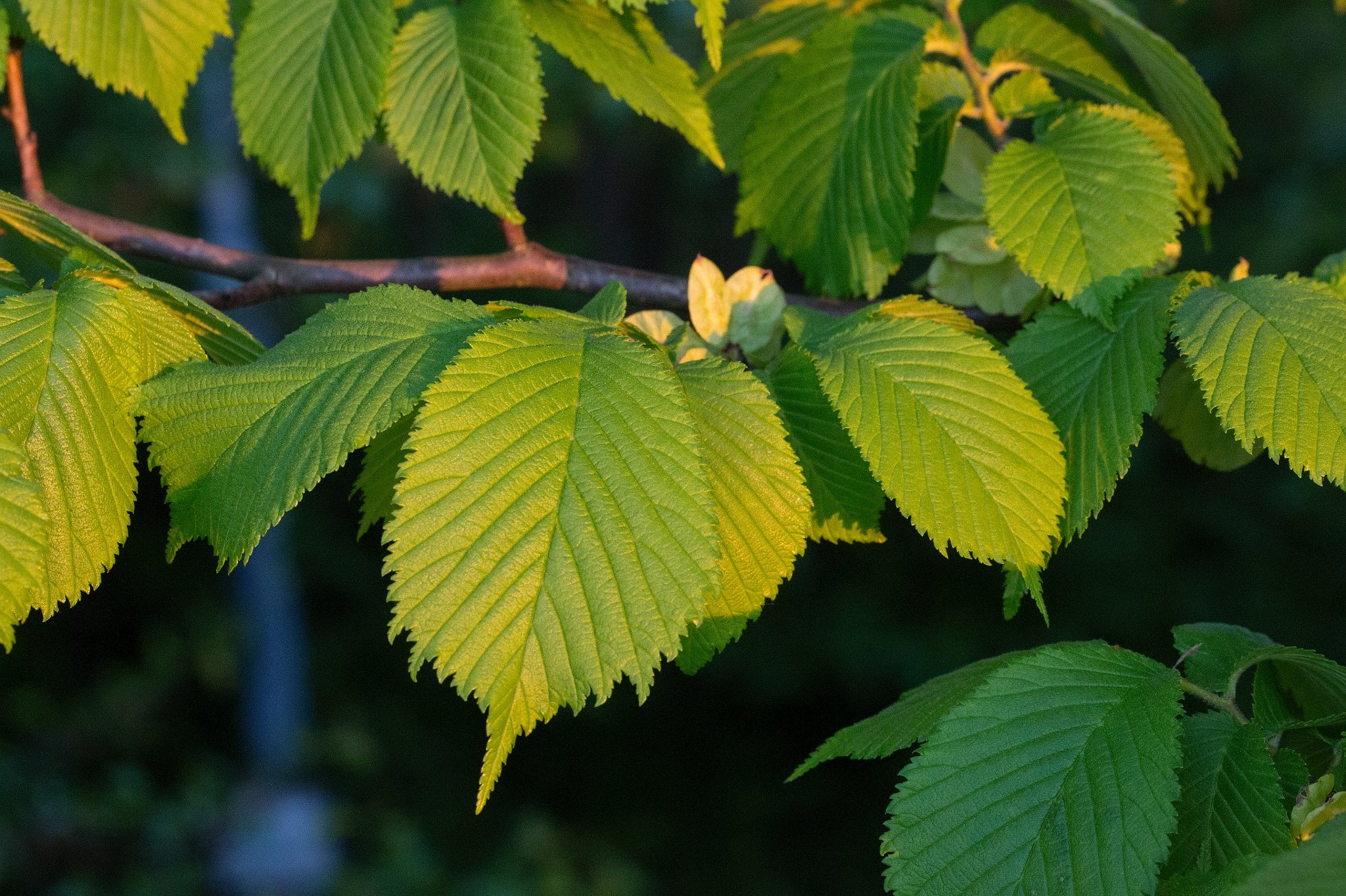 Вяз фото листьев. Вяз Ильм карагач. Вяз шершавый (Ulmus glabra). Вяз граболистный. Вяз граболистный (Ulmus suberosa).