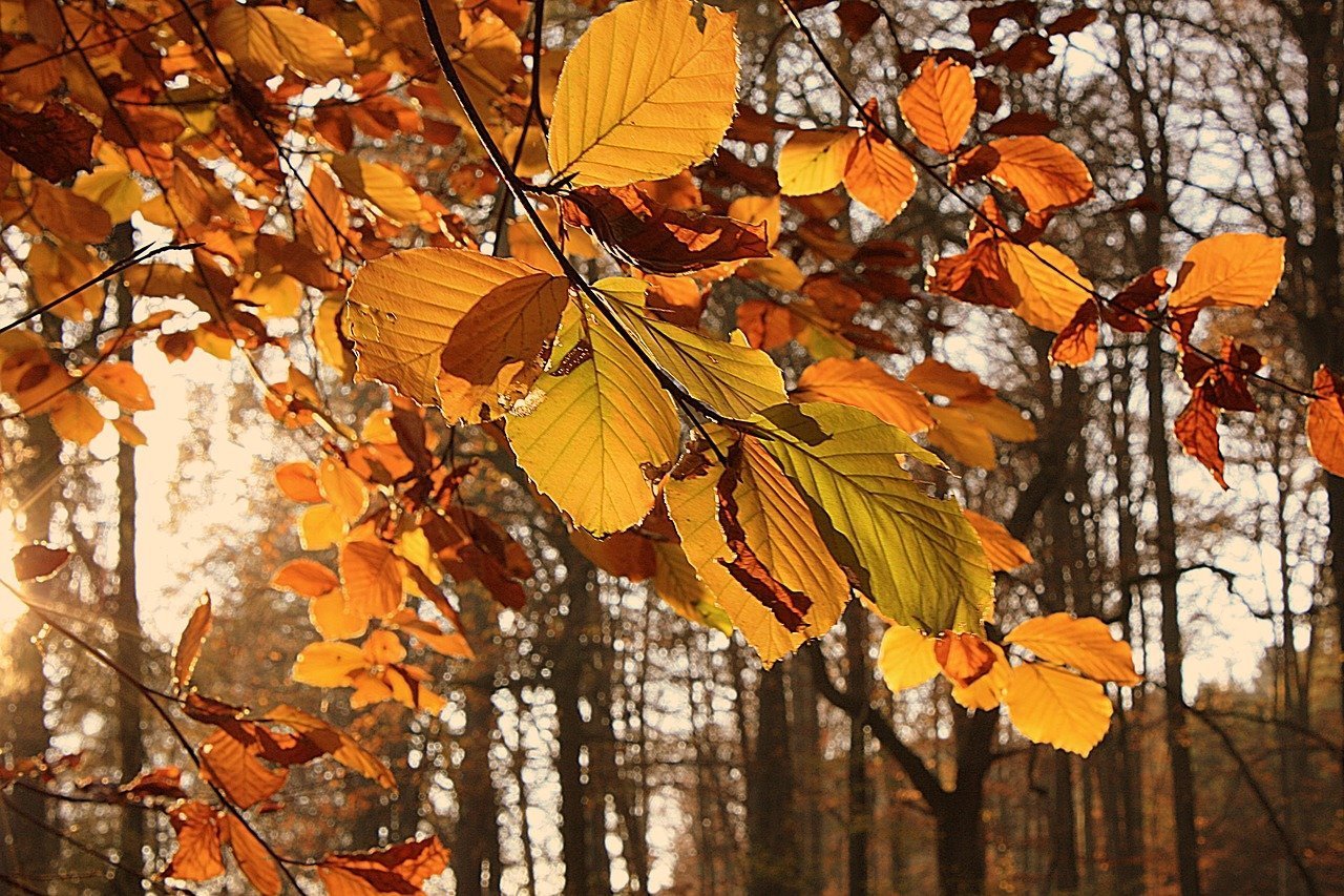 лист ольхи фото осенью