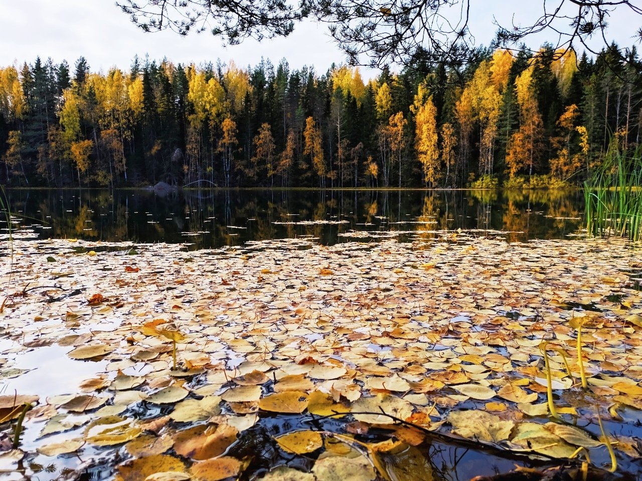 Карелия Респ., Лахденпохья, осен