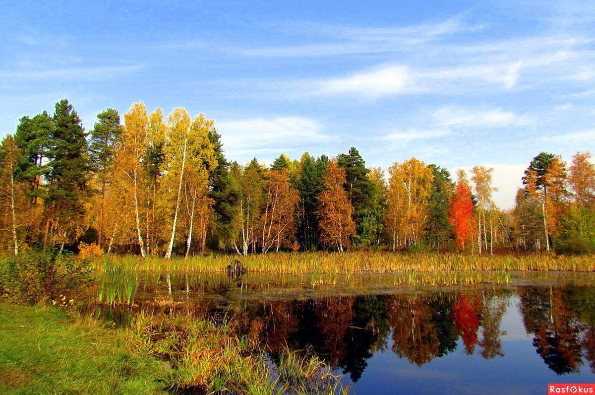 Уральский лес фото. Каменск-Уральский природа осенью. Осень в лесу на Урале. Золотая осень Орск Урал. Уральская природа лес.