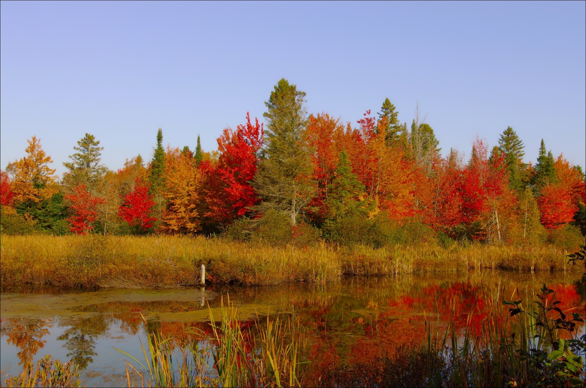 Осенние пейзажи осени. Лес словно Терем расписной лиловый золотой багряный. Лес точно Терем расписной. Осенний лес золотой багряный. Кленовая роща лес.
