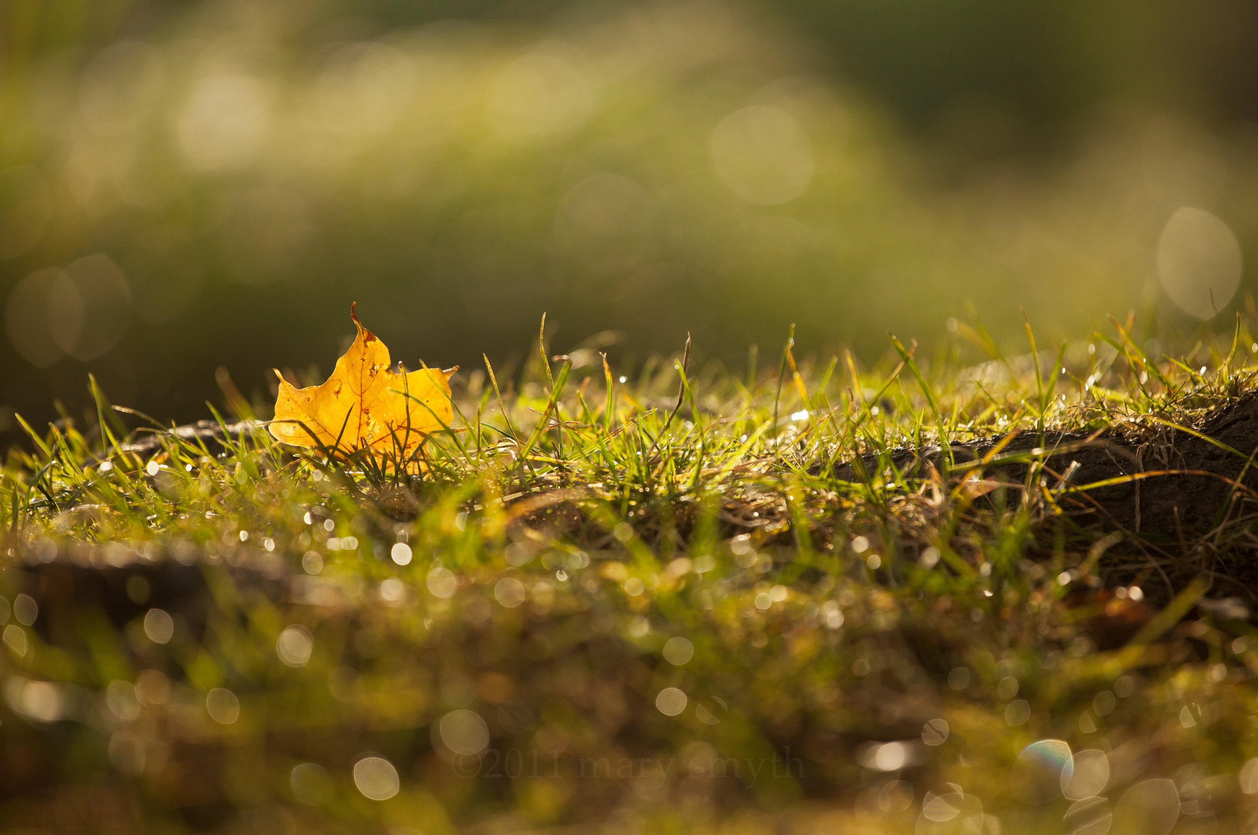 Осень какая трава. Осенняя трава. Трава ранней осенью. Желтые листья на траве. Листья травы.