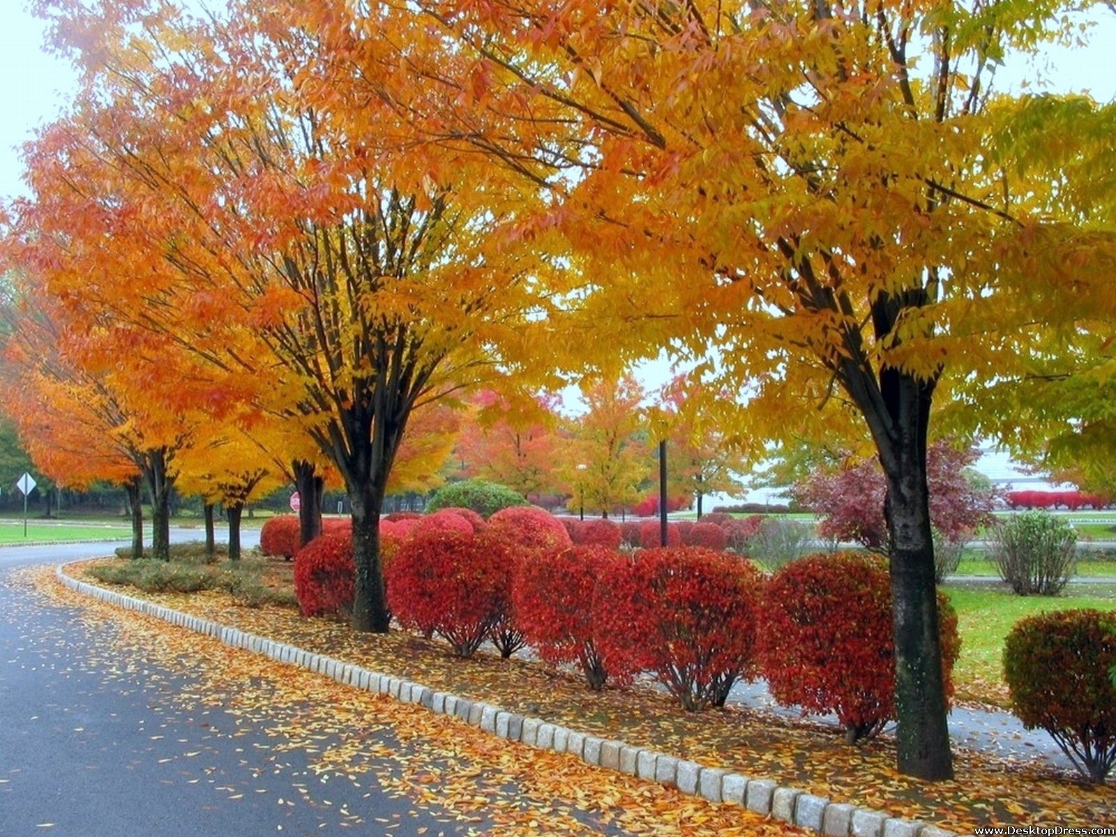 Вот и пришла разноцветная осень. Осень. Сентябрь природа. Разноцветная осень. Осенний город.