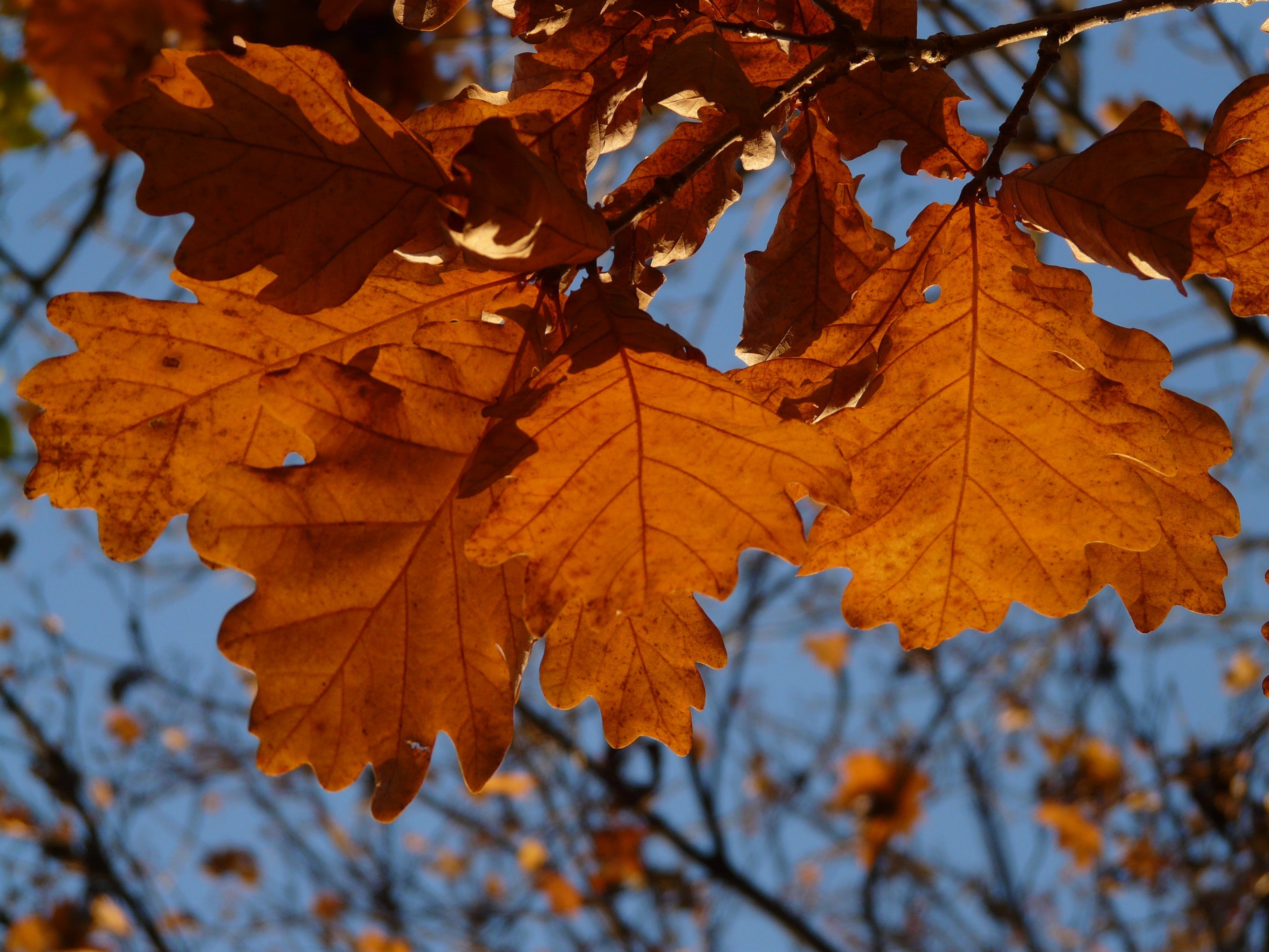 осенние листья названия деревьев и фото