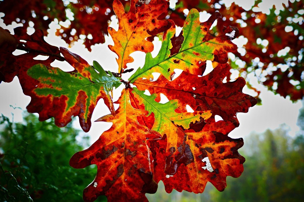 Каким цветом листья осенью. Дуб черешчатый осенью. Дуб черешчатый окраска листьев. Дуб красный листья желуди. Дуб черешчатый осенняя окраска листвы осенью.