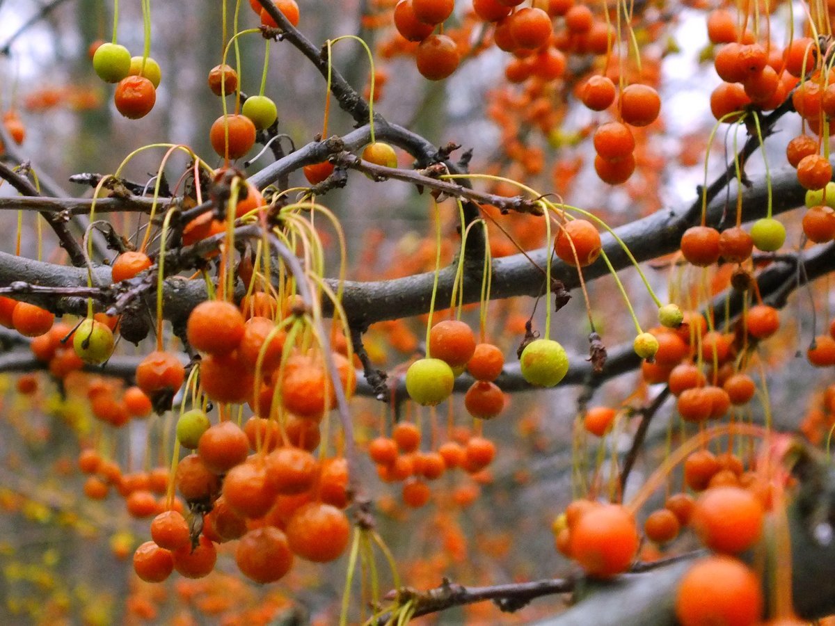Хороша осень плодами. Осенние плоды. Оранжевые плоды осенью. Осенние плоды на деревьях. Ветка осенних плодов.