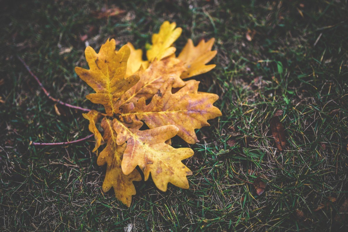 Дубовый лист осенью