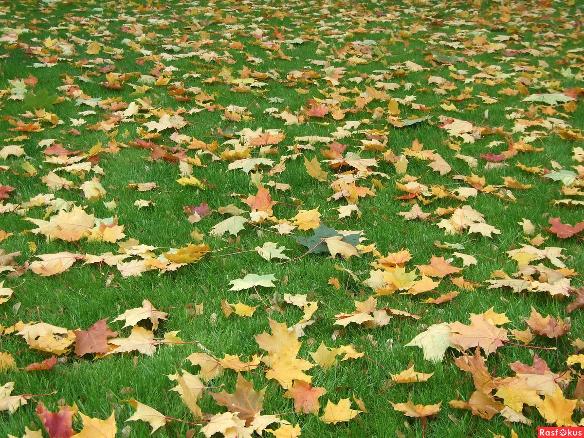 Осенний газон