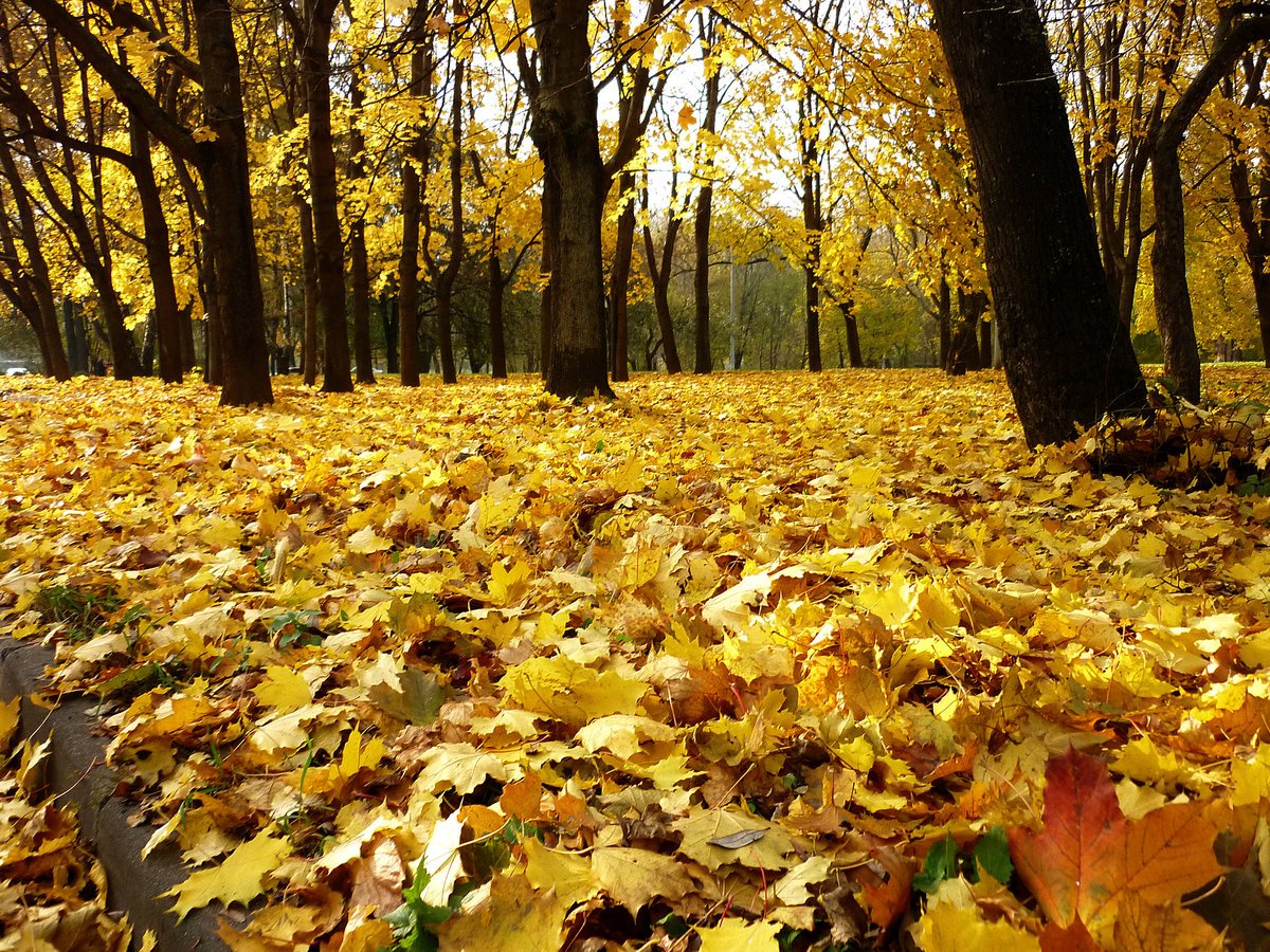 Осень лес Москва