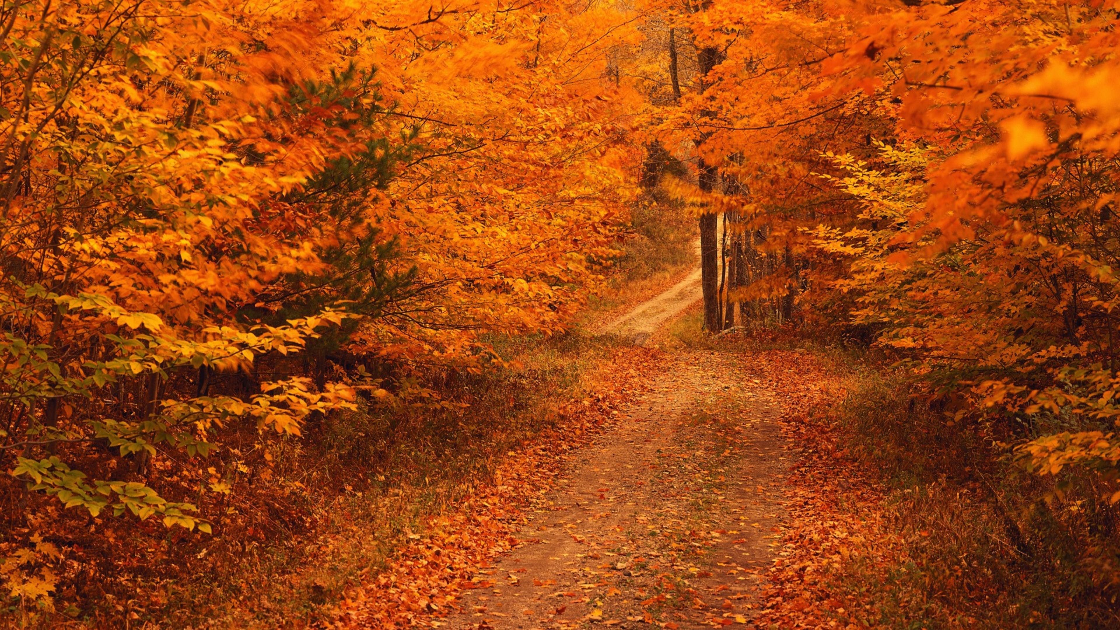 Fall отзывы. Лес осенью. Осенний фон на рабочий стол. Красивая осень. Осенняя заставка на рабочий стол.