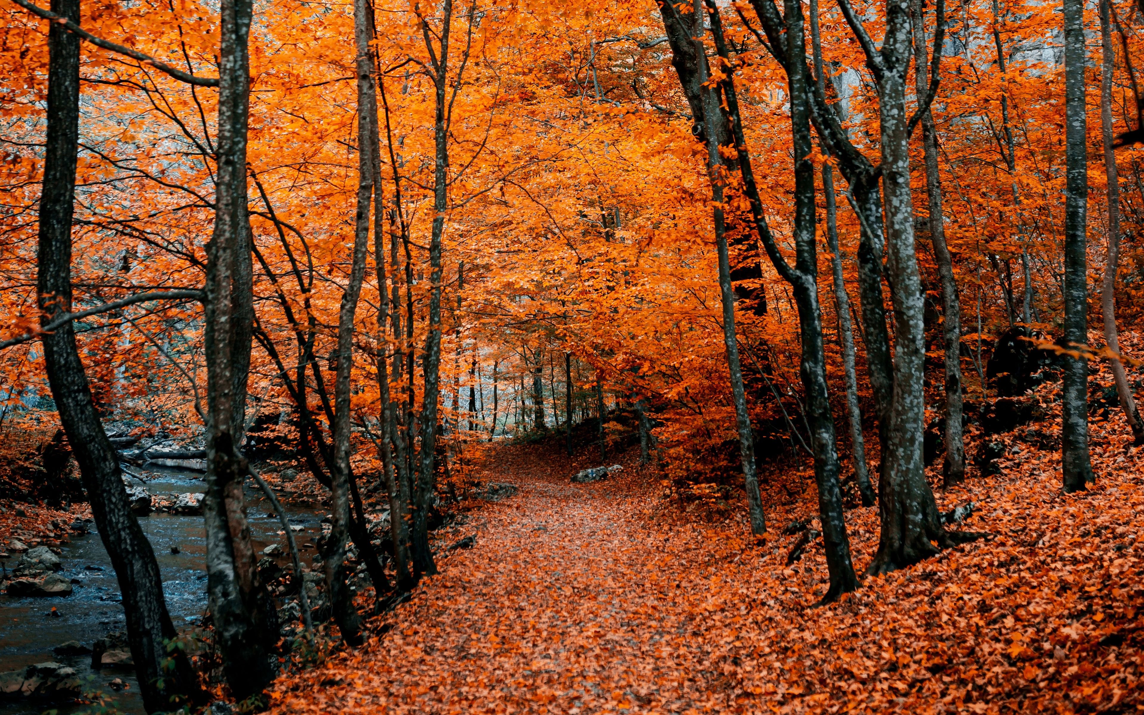 Fall отзывы. Осень картинки. Осенний лес. Оранжевый лес. Осень в лесу.