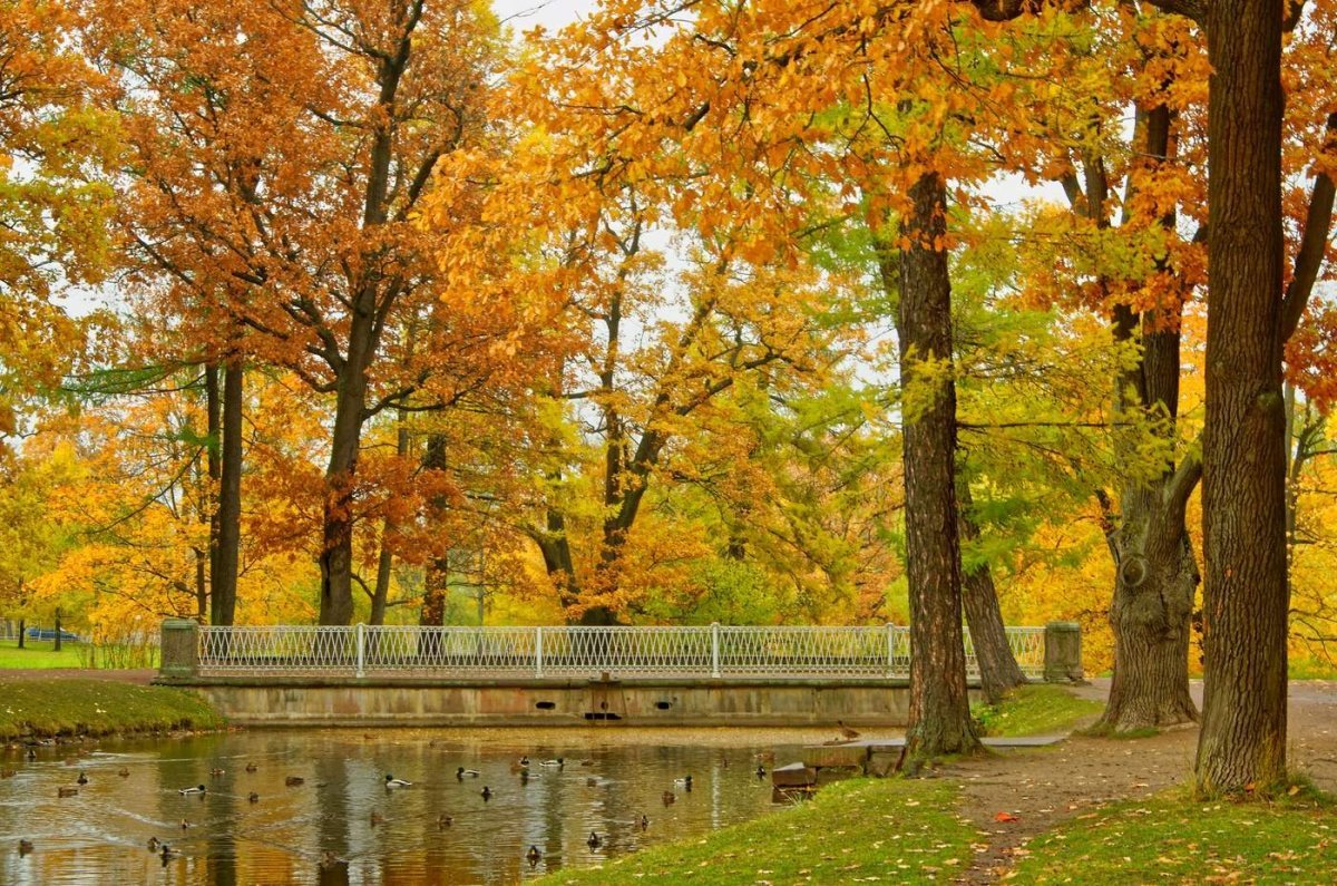 Екатерининский парк Золотая осень
