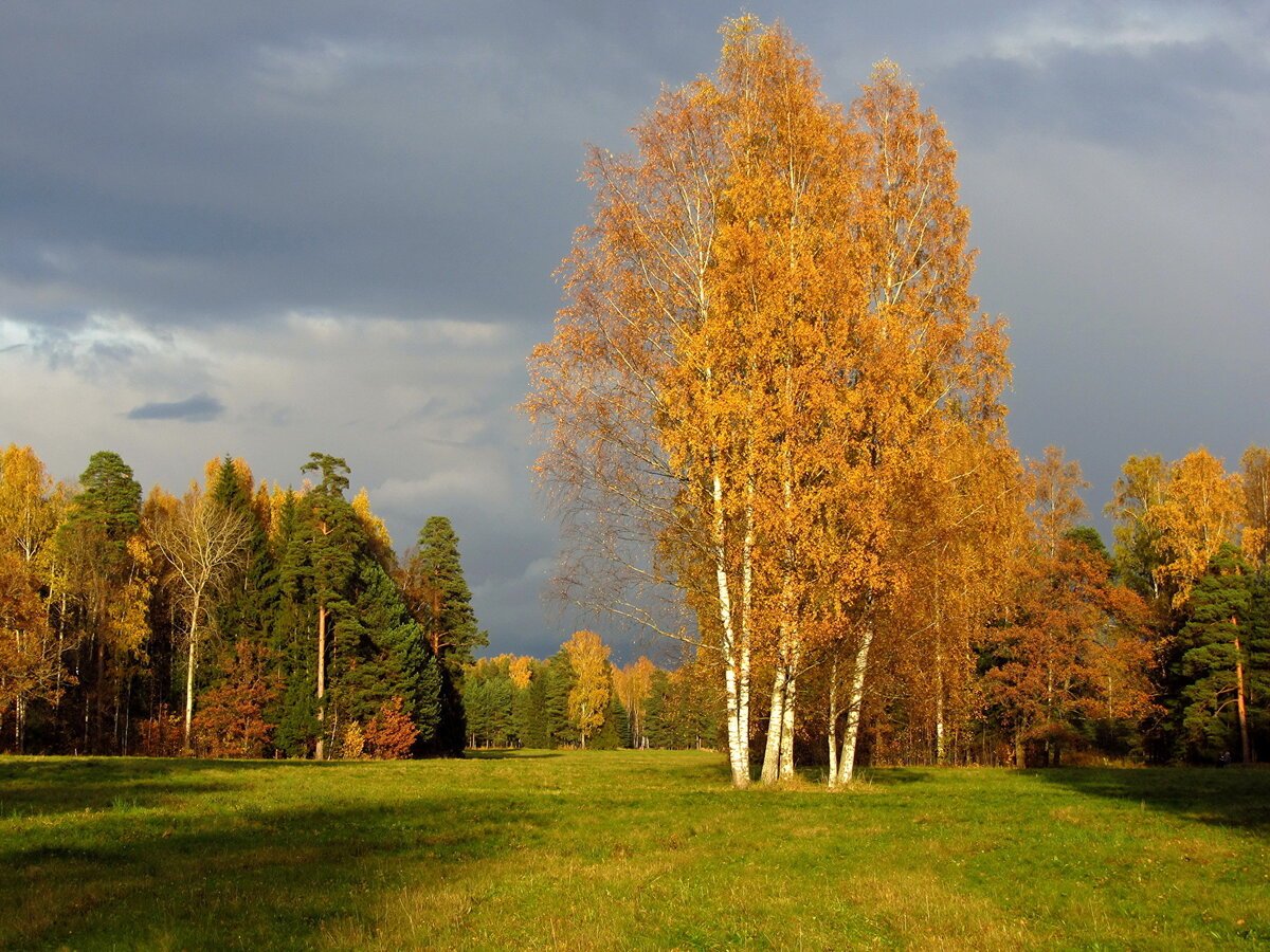 золотая осень в россии красивые фото