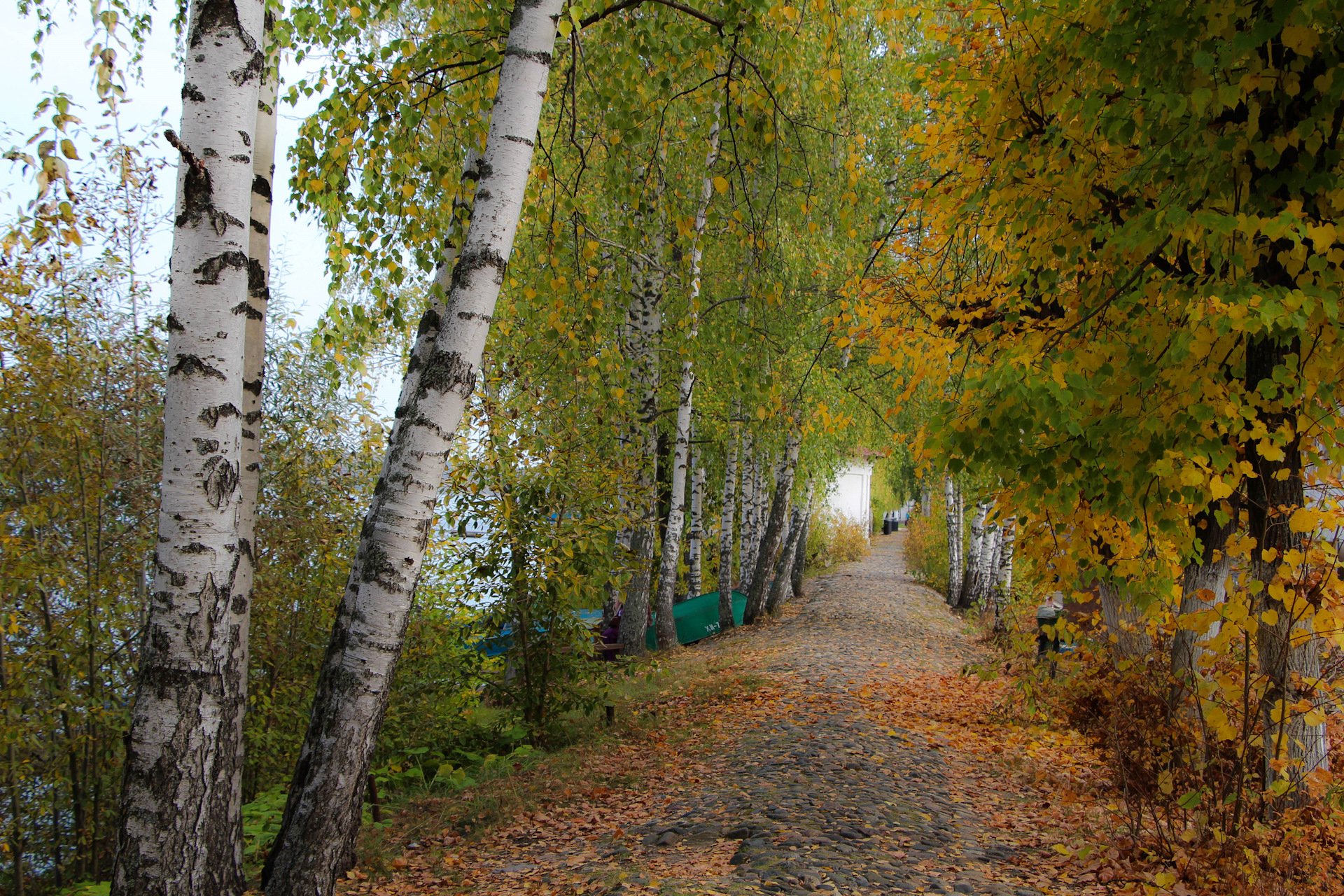 Аллея кинешма. Золотой Плес Кинешма. Березовый лес Плес. Плёс Ивановская область Золотая осень. Осенняя Кинешма.