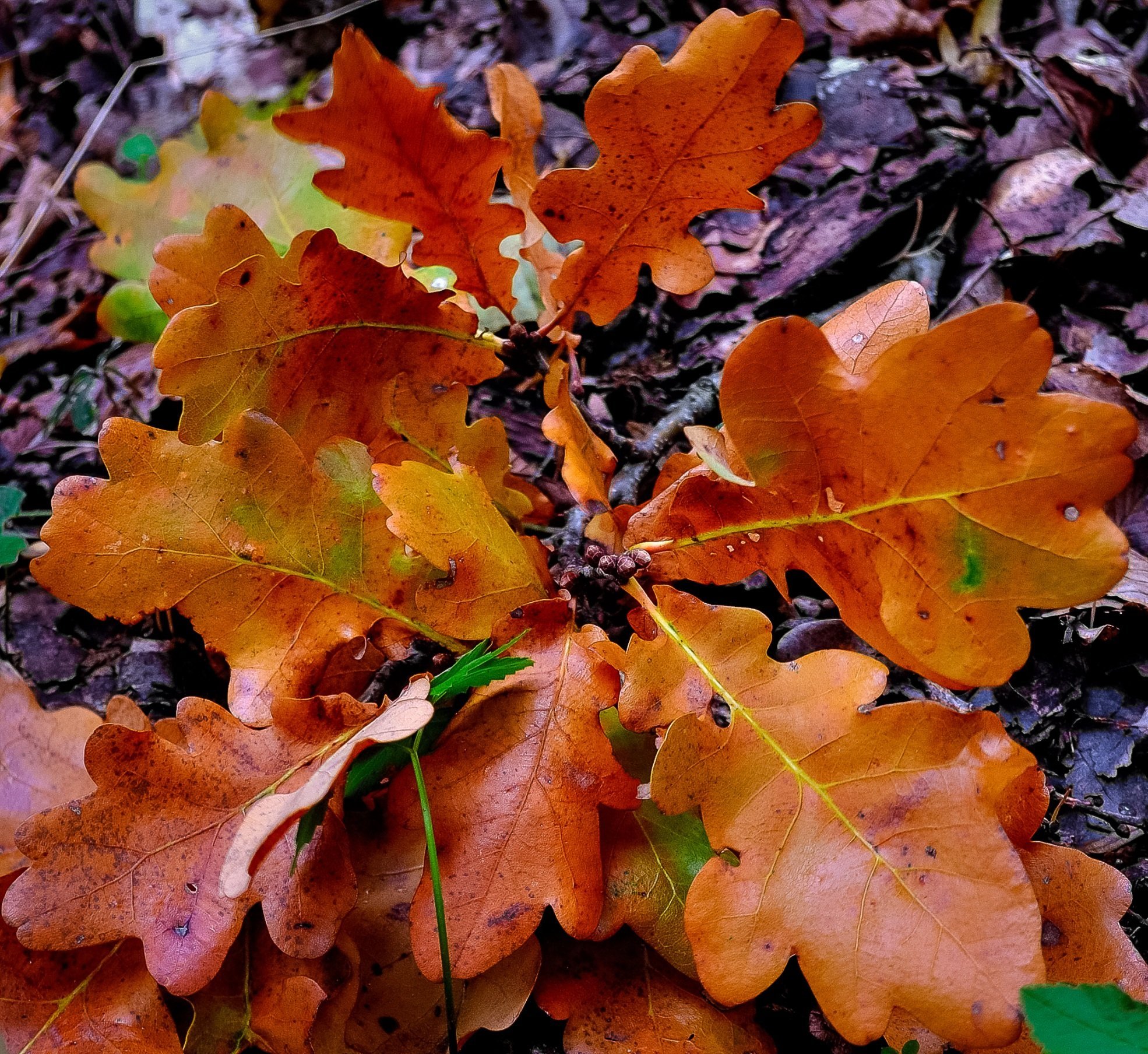 Каким цветом листья осенью. Дуб черешчатый осень. Дуб черешчатый осенью лист. Дуб черешчатый лист осенний. Дуб черешчатый окраска листьев осенью.